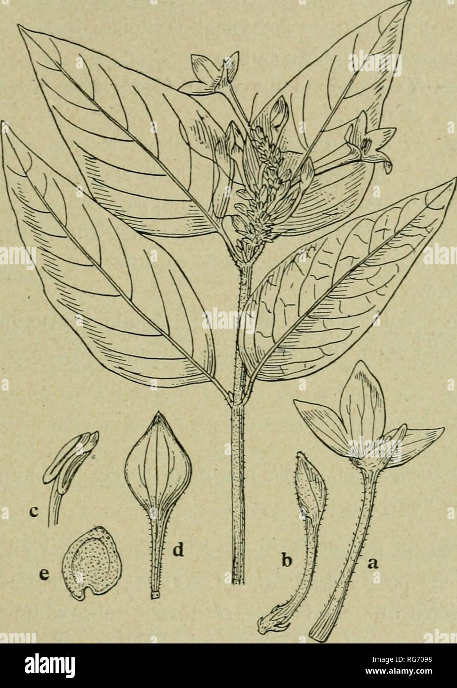 . Bullettino. Botany -- Periodicals. SEDE DI FIRKNZE - ADUNANZA DELL'8 APRILE 63 dififerisce per ìe foglie glabre o quasi e per gli stessi caratteri delle brattee e della corolla sopra indicati come dififerenziali della C. nilotica. 3. Rhinacanthus Chiovendae sp. ii. — « Frutex 4-5 dm. altus ; « rami breviter pubesceiites, lineis quatuor prominulis lon-. Rhhiacanthus Chiovendae. — a corolla, b fiore in toccio, e antera, d capsula, e seme (il ramo è impiccolito di 1,3, gli altri disegni sono leggermente ingranditi). « gitudinaliter percursi. Folia opposita, petiolo 5-10 mm. « longo sufl'ulta, l Stock Photo