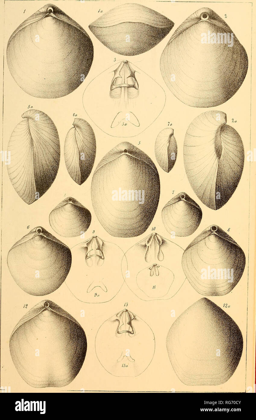 . Bullettino malacologico italiano. Mollusks. llull.Malae.It.A.IV Tav.IV.. H.Mallariclrino e (j-Segiisiiza dis E Cristof'am lit 'lab. Sozam Pisa. Please note that these images are extracted from scanned page images that may have been digitally enhanced for readability - coloration and appearance of these illustrations may not perfectly resemble the original work.. Pisa Stock Photo