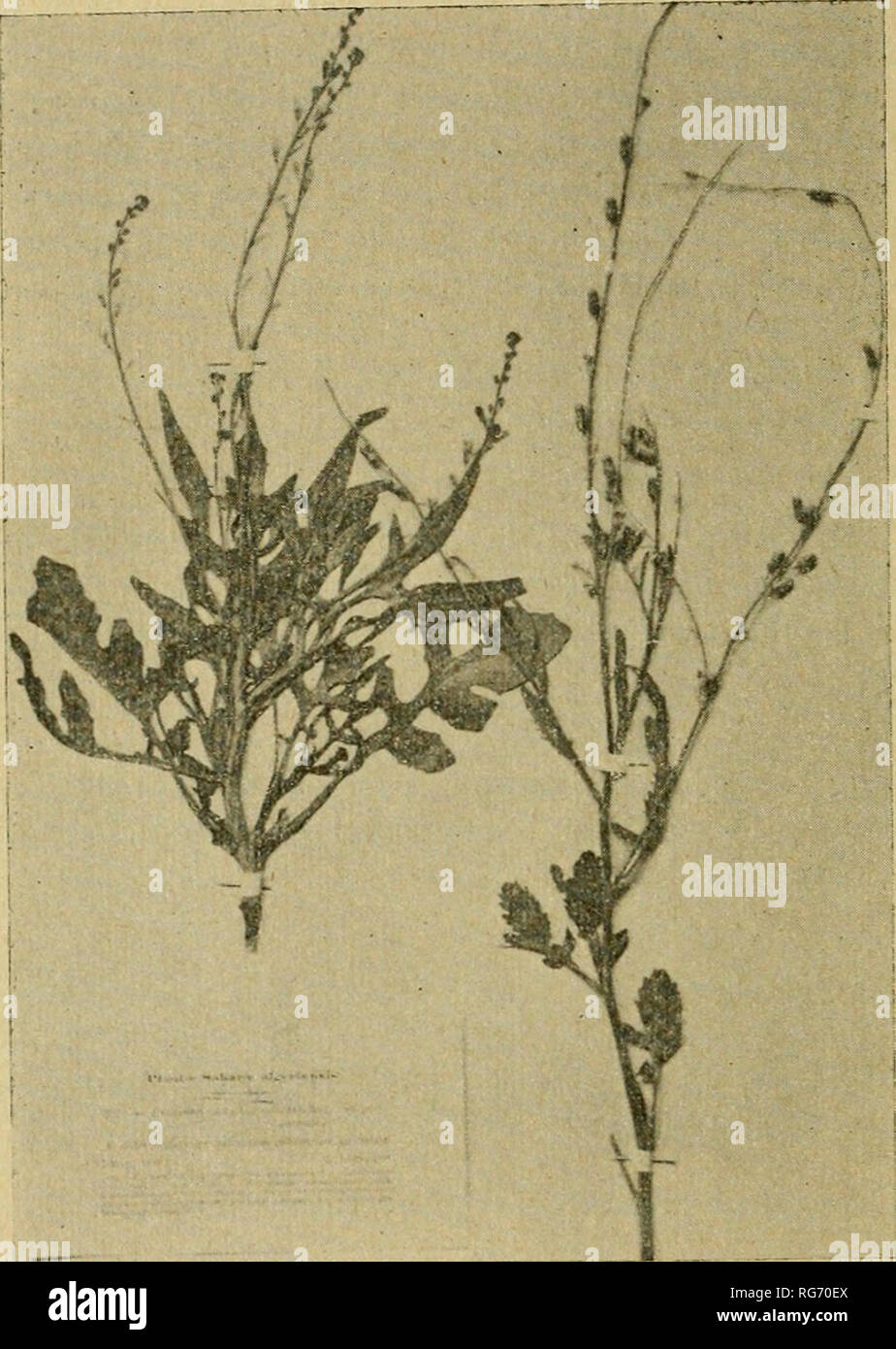 . Bullettino. Botany -- Periodicals. 98 RIUNIONE STRAORDINARIA IN SIENA in una nota sulla Flora del Sakara dello Ghevallier ^ e da questi distribuita in due « Exsiccata », che caddero sotto i miei ocelli. La descrizione data dal Barratte è del seguente tenore : « Enarthrocarpus Chevallieri Barratte, in litt. et ap. Chevall. « PI. Sah. Alg. exs. n.» 257 (sp. nov.). — Pianta annua, erecta.. Fig. I. — Eronophìjton Chevallieri (Barr. ap. Chev.) Bég. ( Ridotto di circa i 3 ). « glaberrima, saepe a basi ramosa, foliis glaucescentWus petio- « latis, inferioribus pinnatipartitis, segmentis oblongis gr Stock Photo