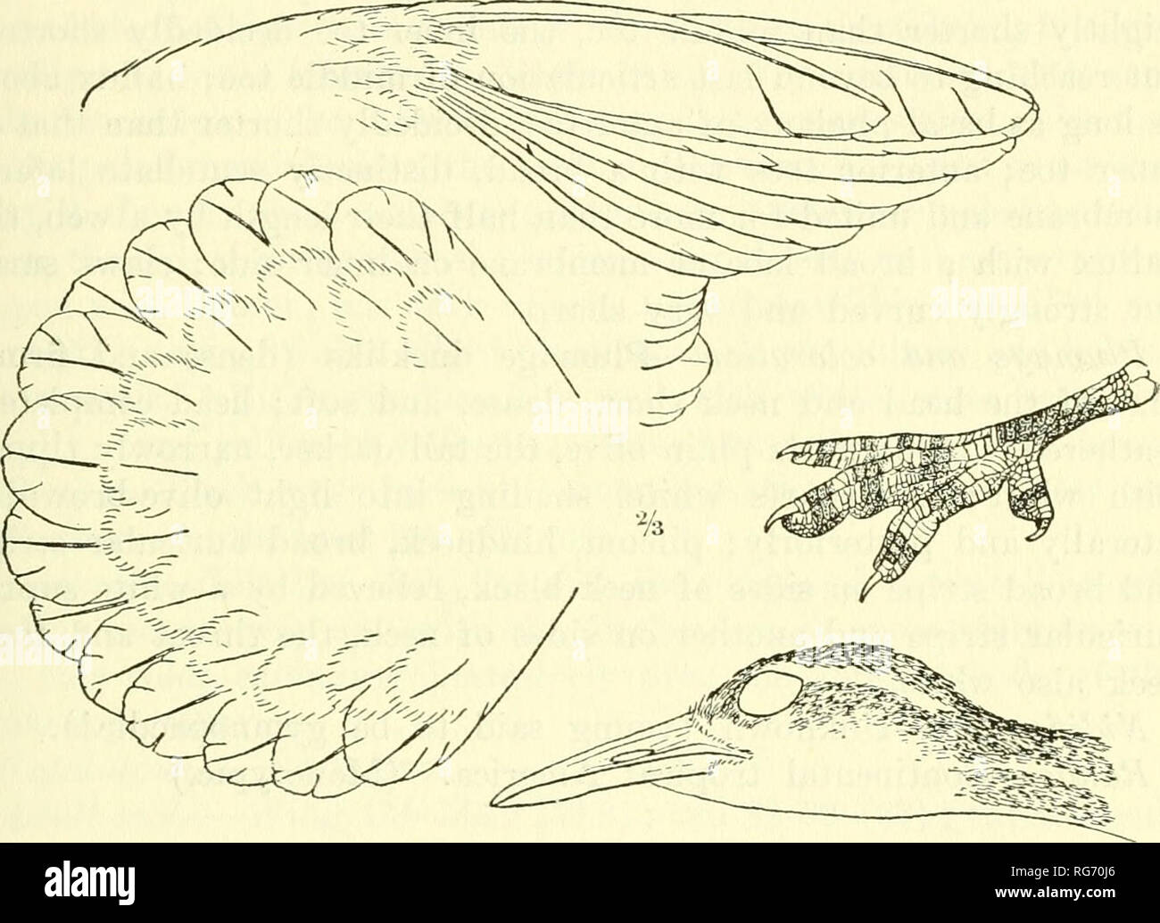 . Bulletin - United States National Museum. Science. BIRDS OF NORTH AND MIDDLE AMERICA 227 Podia (emendation) Swainson, Classif. Birds, ii, 1837, 192. Plotoides Beooices, Mus. Brookesianum, 1830, 109. (Type, Plotus surinamen^is Gmelin=Colyml)ii.s fiilica Boddaert.) Small Heliornithidae (length about 300 mm.) with feet relatively small and weak (the tarsus less than one-fifth as long as wing, de- cidedly shorter than the relatively small slender bill, the latter not longer than head); anterior toes extensively webbed, the web between middle and outer toes extending for entire length of first tw Stock Photo