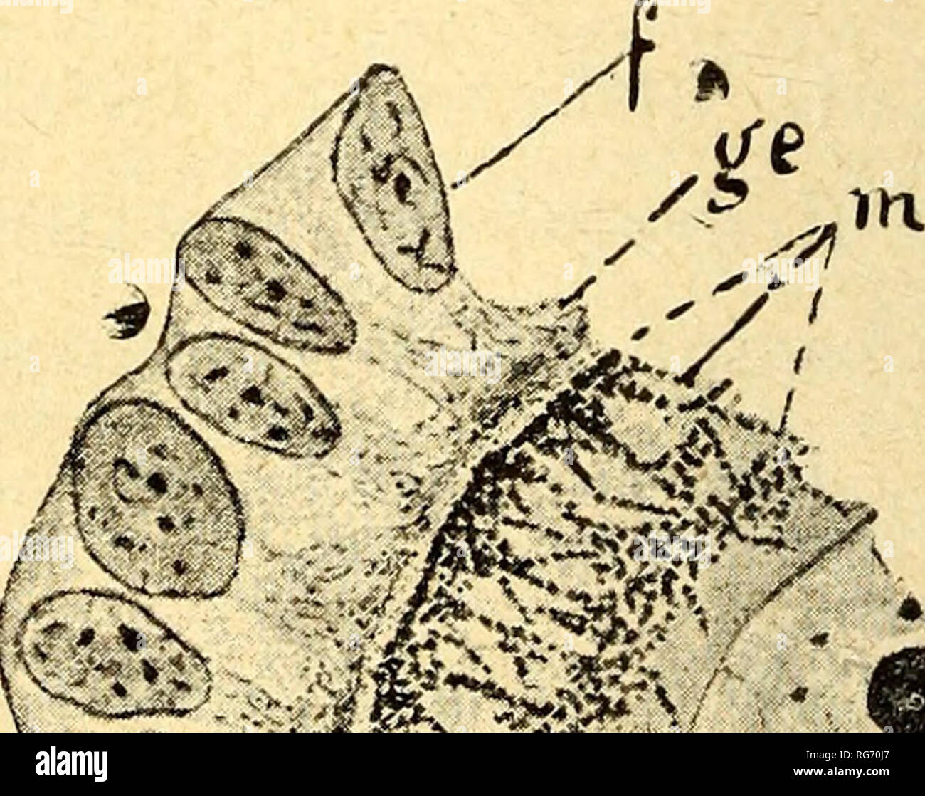 Benda di fissazione hires stock photography and images Alamy