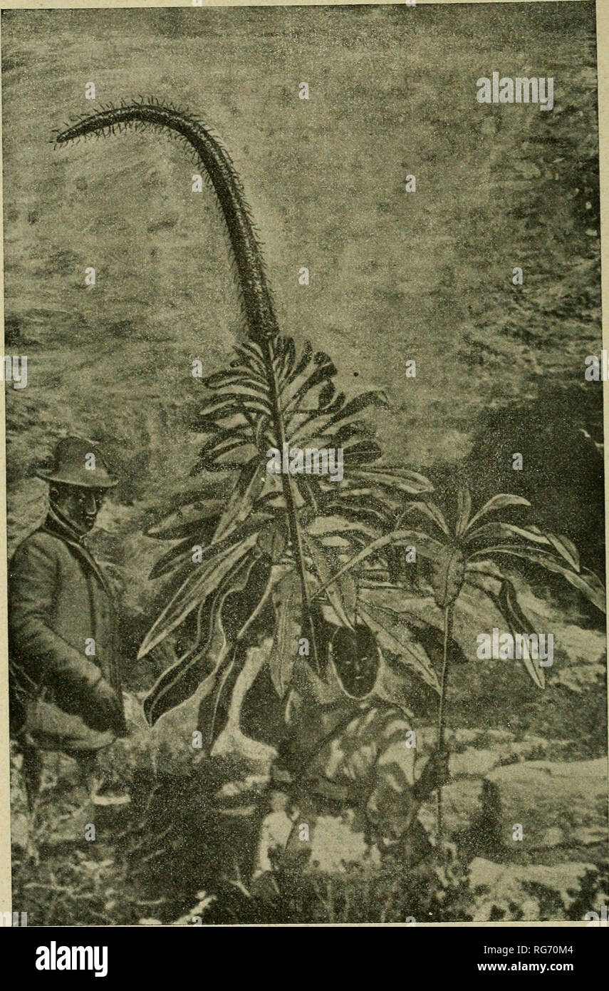 . Bullettino. Botany -- Periodicals. 60 SEDK DI FIEENZE - ADUNANZA DEL 12 BIARZO. LoBELiA GiBERROA Hemsl., sul M. Soira a 2880 m.-(Eritrea). La base del fusto incurvata si nasconde dietro all' indigeno che regge la pianta.. Please note that these images are extracted from scanned page images that may have been digitally enhanced for readability - coloration and appearance of these illustrations may not perfectly resemble the original work.. Società botanica italiana. Florence Stock Photo