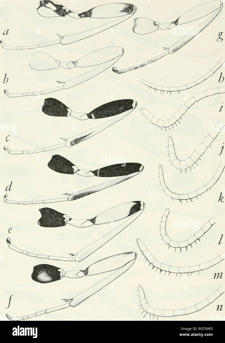 . Bulletin - United States National Museum. Science. 624 U. S. NATIONAL MUSEUM BULLETIN 216. Figure 328.—Left hind legs, species of Aroies, 9 (a-b); and Spilopteron, 9 (c-g); and tips of antennae, species of Xorides, 9 (h-1): a, .1. il&lt;cot us b, A. melleus c, S. franclemonti d, »S. formosum formosum e, S. formosum, oust rale f, S. vicinum vicinum g, S. occiputale h, X. frigidus i, X. pidus j, X. peniculus k, X. rileyi 1, X. medius m, X. insularis n. A', albopictus. Please note that these images are extracted from scanned page images that may have been digitally enhanced for readability - co Stock Photo