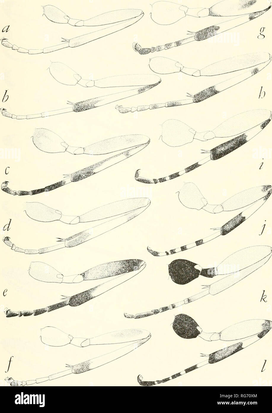 . Bulletin - United States National Museum. Science. ICHNEUMON-FLIES, PART 2 : ILLUSTRATIONS 621. Figure 325.—Left hind legs, species of Zatypota, a, Z. exilis b, Z. cingulafa c, Z. arizonica d, Z. nigriceps e, Z. percontatoria f, Z. luteipes g, Z. crassipes h, Z. alborhombarta (a-h); and Itoplectis, 9 (i-1): i, /. quadricingulata j, /. conquisitor k, I. viduata I, I. evetriae. Please note that these images are extracted from scanned page images that may have been digitally enhanced for readability - coloration and appearance of these illustrations may not perfectly resemble the original work. Stock Photo