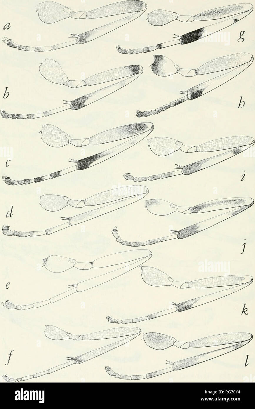 . Bulletin - United States National Museum. Science. 620 U. S. NATIONAL MUSEUM BULLETIN 216. Figure 324.—Left hind legs, species of Polysphincta, 9 (a-e); Acrotaphus, 9 (f): Sinarachna, 9 (g-h); and Zatypota, 9 (i-1): a, P. burgessii e, P. eboripes i, Z. bohemani b, P. timata f, A. urillii j, Z. parva c, P. tuberosa bruneti g, S. pallipes strigis k, Z. patellata d, P. koebelei h, S. anomala 1, Z. favosa. Please note that these images are extracted from scanned page images that may have been digitally enhanced for readability - coloration and appearance of these illustrations may not perfectly  Stock Photo