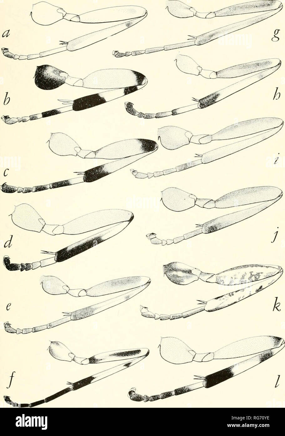 . Bulletin - United States National Museum. Science. ICHNEUMON-FLIES, PART 2 : ILLUSTRATIONS 619. Figure 323.—Left hind legs, species of Laufeia, 9 (a); Schizopyga, 9 (b-c) Zabrachypus, 9 (d); Acrodactyla, 9 (e-h); Eruga, 9 (i-j); Piogcister, 9 (k); a, L. navajo b, S. frigid a c, S. pulchra d, Z. primus and Oxyrrhexis, 9 (1): e, A. jubata f, A. ocellata g, A. (legem r h, A. quadrisculpta i, /'.'. lineata j, B. &gt;•'/./&gt;; k, P. maculata 1, O. carbonator texann. Please note that these images are extracted from scanned page images that may have been digitally enhanced for readability - colora Stock Photo