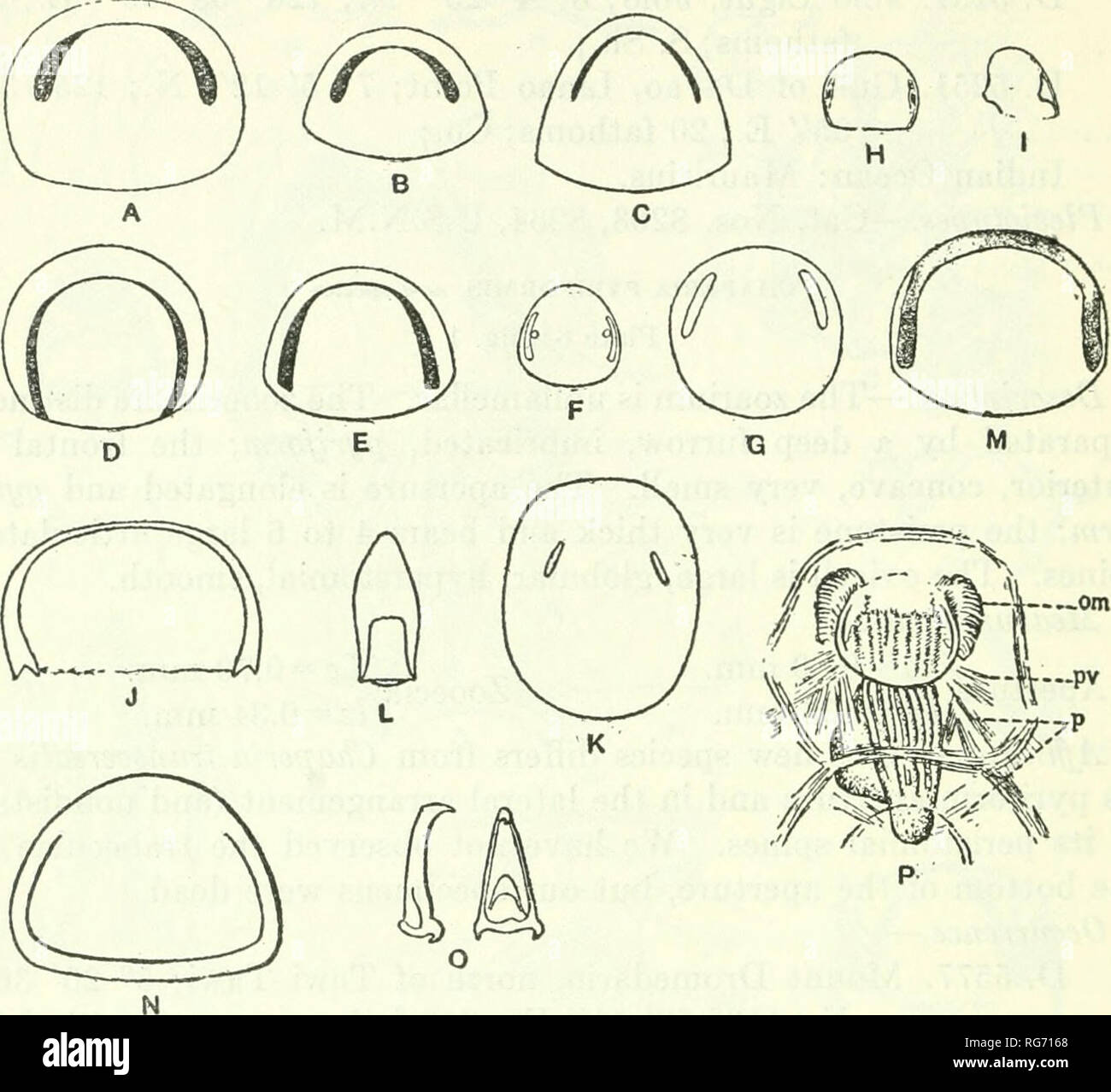 . Bulletin - United States National Museum. Science. 472 BULLETIN 100, UNITED STATES NATIONAL MUSEUM. Fig. 201.—Genus Chaperia Jullien, 1881 A-C. Chaperia transversalis Opercula, X85. D-G. Chaperia acanthina Quoy and Gaimard, 1824. Four opercula. (F. After Kirkpatrick, 1890; G, X85. After Waters, 1895.) H, I. Chaperia spinosissima Calvet, 1904. Two opercula. (After Calvet, 1904.) J, K, L. Chaperia galeata var. bilaminata Waters, 1898. J. Operculum of ovicell. K. Operculum of the aperture. L. Avicularian mandible, X85. (After Waters, 1898.) M. Chaperia capensis Busk, 1884. Operculum. N, O. Chap Stock Photo