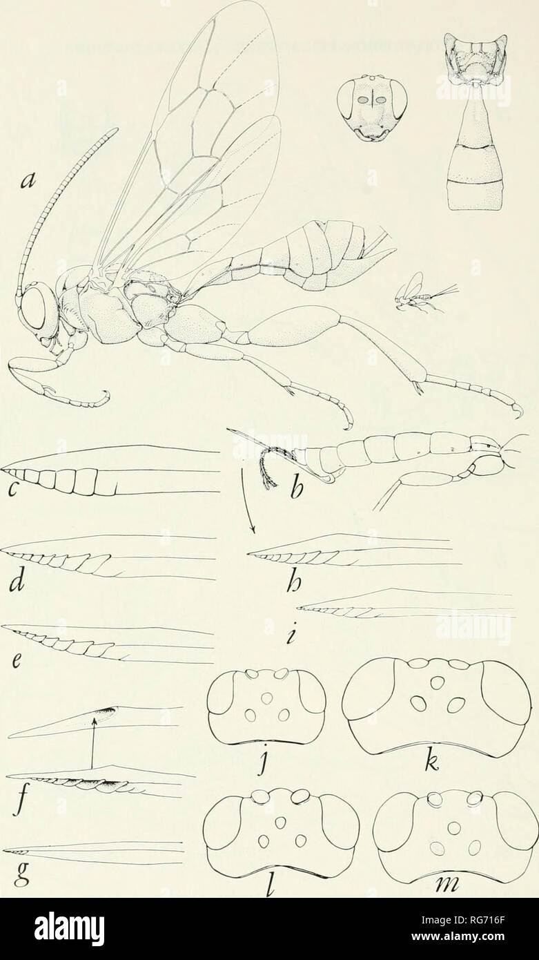 . Bulletin - United States National Museum. Science. 606. Figure 310.—Habitus drawing to show generic characters of Yezoceryx (a); abdomen of Scambus to show length of ovipositor (b); ovipositor tips, of species of Scambus (c-i); and heads, species of Scambus, 9 (j-m): a, Y. rupinsulensis 9 b, S. imparis 9 c S. detritus d, S. granulosus e, S. deceptor f, S. vesicarius euurae g, S. atrocoxalis h, S. imparis i, S. lecumseh j, S. longicorpus corpus ' k, S. hispae 1, S. tecumseh m, S. canadensis longi-. Please note that these images are extracted from scanned page images that may have been digital Stock Photo