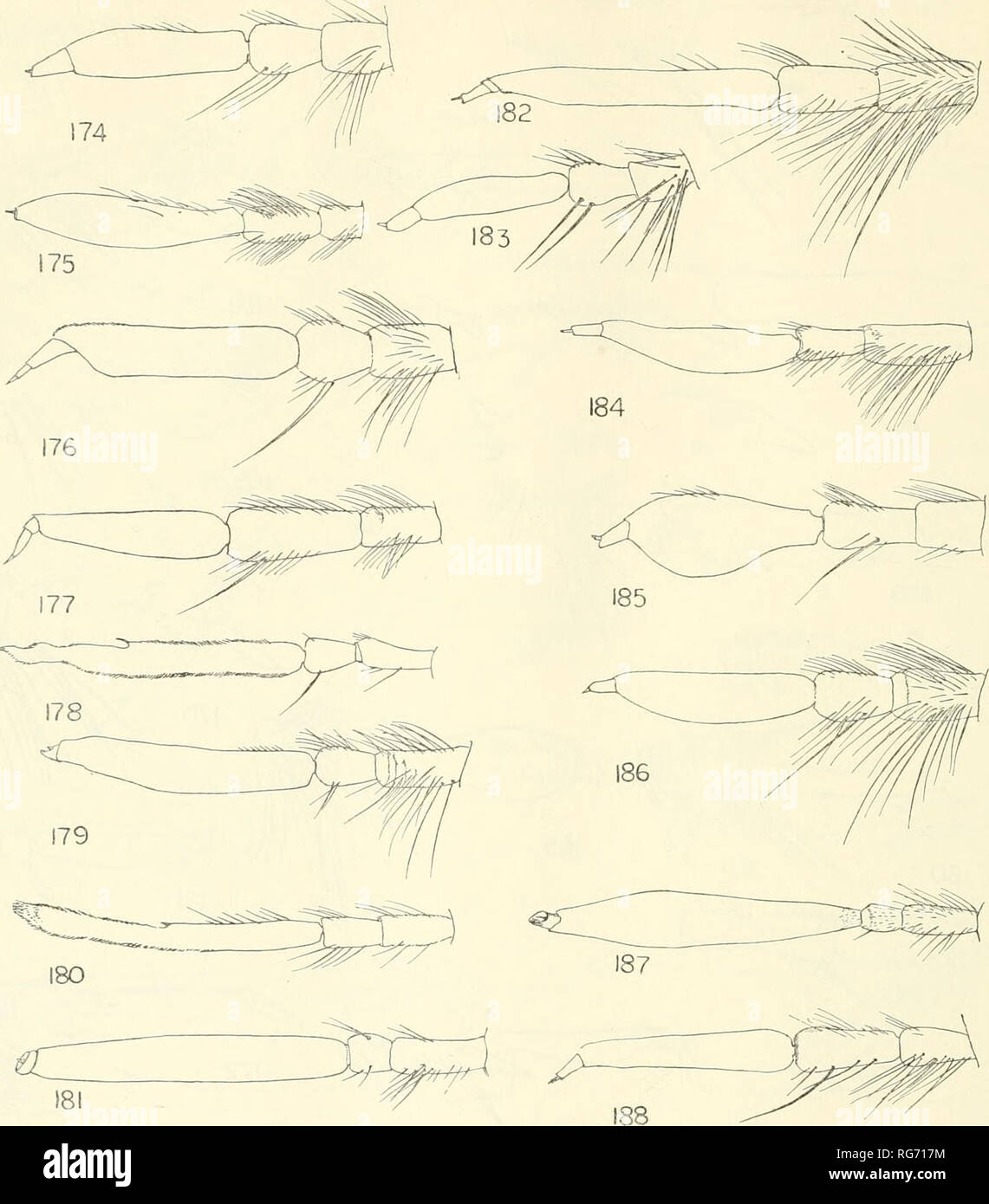 . Bulletin - United States National Museum. Science. 612 UNITED STATES NATIONAL MUSEUM BULLETIN 224. Figures 174-188.—174, Aphamartania maculipennis Macquart. 175, Allopogon vittatus Wiedemann. 176, Paraphamartania syriaca Engel. 177, Ater- pogon cyrtopogonoides Hardy. 178, Taracticus octopunctatus Say. 179, Austrosaropogon claviger Hardy. 180, Cyrtophrys attenuatus Loew. 181, Cylicomera sp. 182, Questopogon clarkii Dakin &amp; Fordham. 183, Aphamartania frauenfeldi Schiner. 184, Neoscleropogon elongatus Macquart. 185, Lagodias laticornis Loew. 186, Saropogon discus Walker. 187, Prolepsis luci Stock Photo