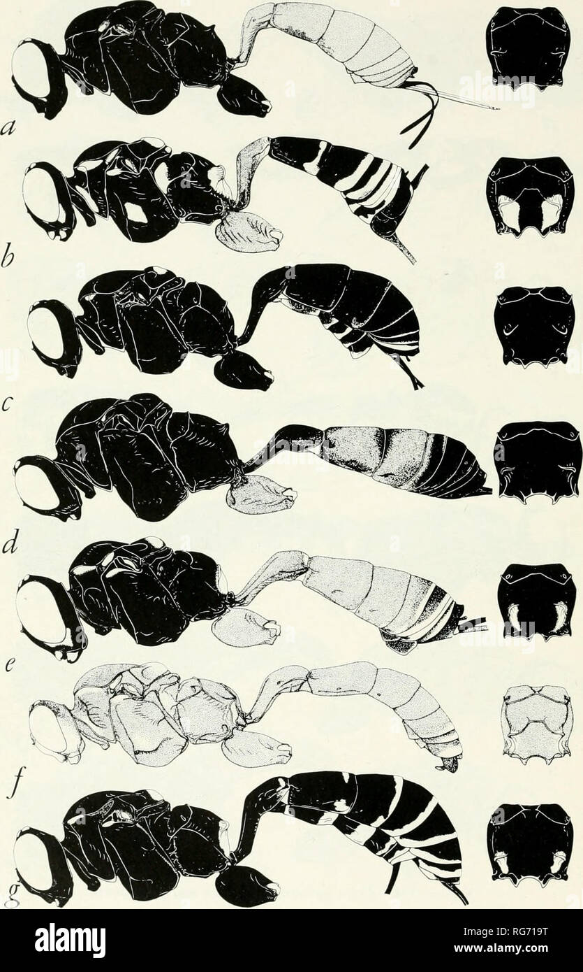 . Bulletin - United States National Museum. Science. 558 U. S. NATIONAL MUSEUM BULLETIN 216 PART 3. Figure 335.—Color patterns, side view and propodeum: a, ListTognathus hicolor, ? e, Listrognathus victoriensis, var., 9 b, Listrognathus femorata, 9 f, Listrognathus rufa, cf c, Listrognathus nigrescens, 9 g, Listrognathus albomaculata sagax, 9 d, Listrognathus victoriensis, 9. Please note that these images are extracted from scanned page images that may have been digitally enhanced for readability - coloration and appearance of these illustrations may not perfectly resemble the original work..  Stock Photo