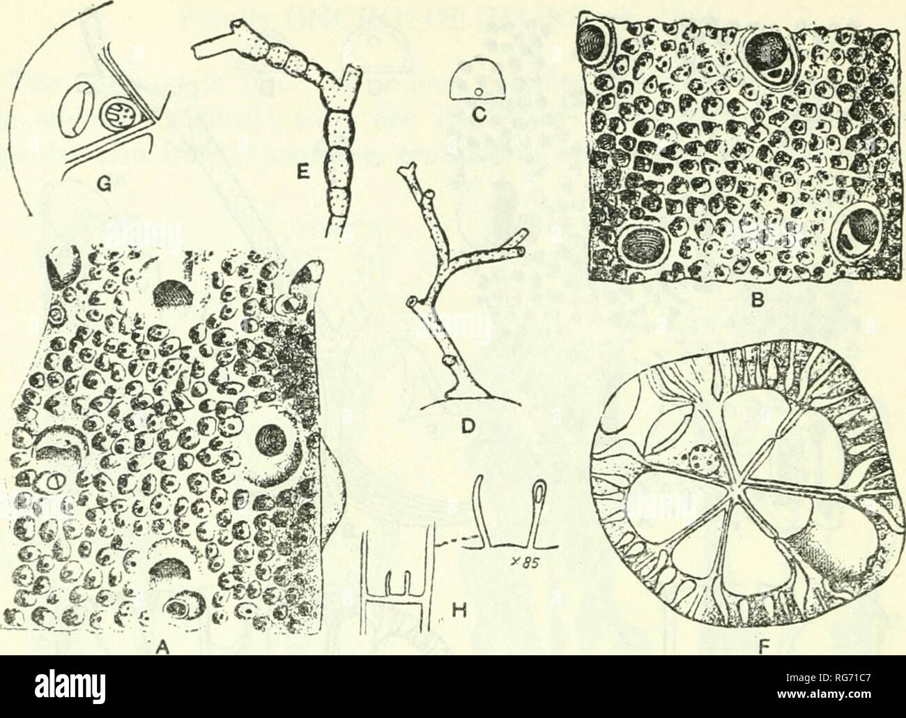 . Bulletin - United States National Museum. Science. 460 BULLETIN 100, UNITED STATES NATIONAL MUSEUM. Fig. 191.—Genus Cellarinella Waters, 1904 A-H. Cellarinella foveolata Waters, 1904. A. Younger part, X25. The aper- ture is a considerable distance from the peristomice and at right angle to it; 22 tentacles. B. Older part, X 25. The peristomice is round. C. Mandible, X 85. D. Zoarium, natural size. E. Natural size, nodulated form. F. Calcareous section showing the underside of the distal multiporous septula, X25. G. Section showing the septula from above protected by a pair of spinous process Stock Photo