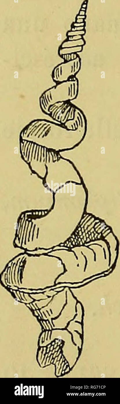 Lumbricalis High Resolution Stock Photography And Images Alamy