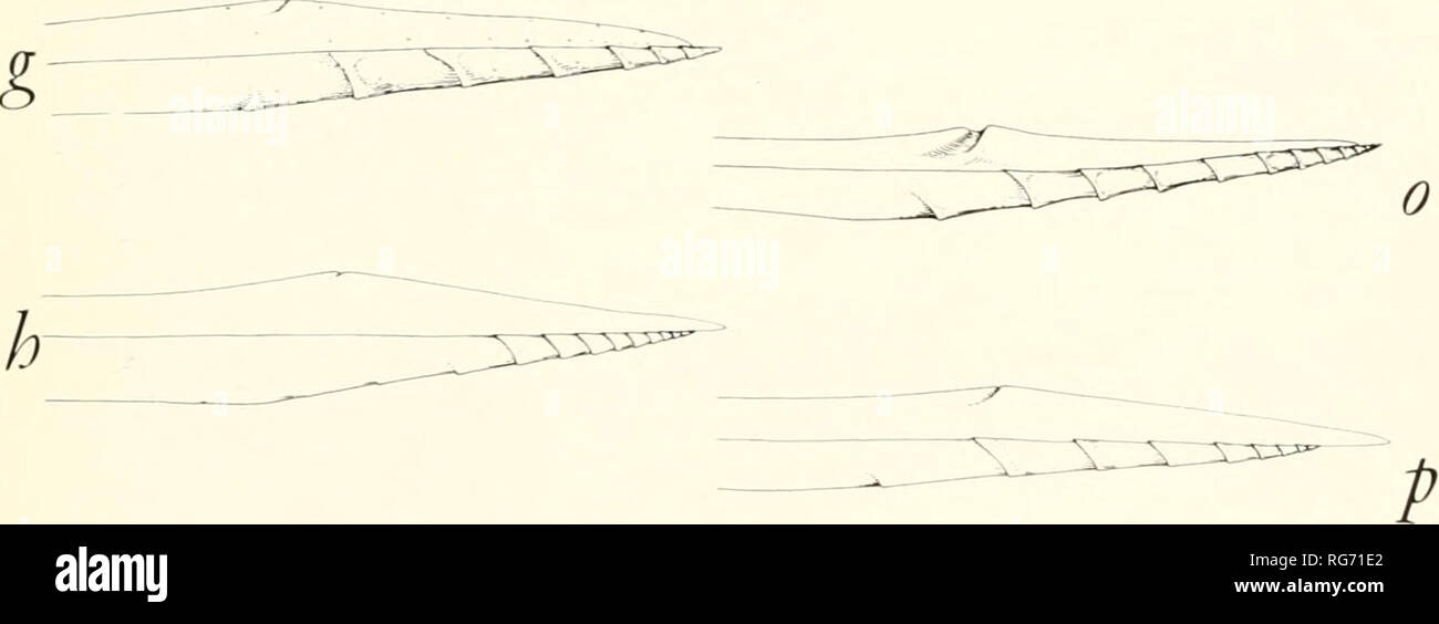 . Bulletin - United States National Museum. Science. I-Â«â^^^â¢^^â ^i&gt;-A^ n. Figure 328.âOvipositor tips, species oi Gambrus, Mallochia. and Trachysphyrus. g, T. genatus 1. T. relativus n, G. polyphemi b, .1/. agenioide c, .1/. strigosa d, .1/. frontalis e, .1/. laevis f, 7&quot;. murorum h, T'. vancouverensii i, T. fasciatus j, 7&quot;. ^iVi/.f k, r. tejonensis 111, 7'. pacificus n, r. serraticaudus o, 7&quot;. calescens p, r. symmetricus. Please note that these images are extracted from scanned page images that may have been digitally enhanced for readability - coloration and appearance o Stock Photo