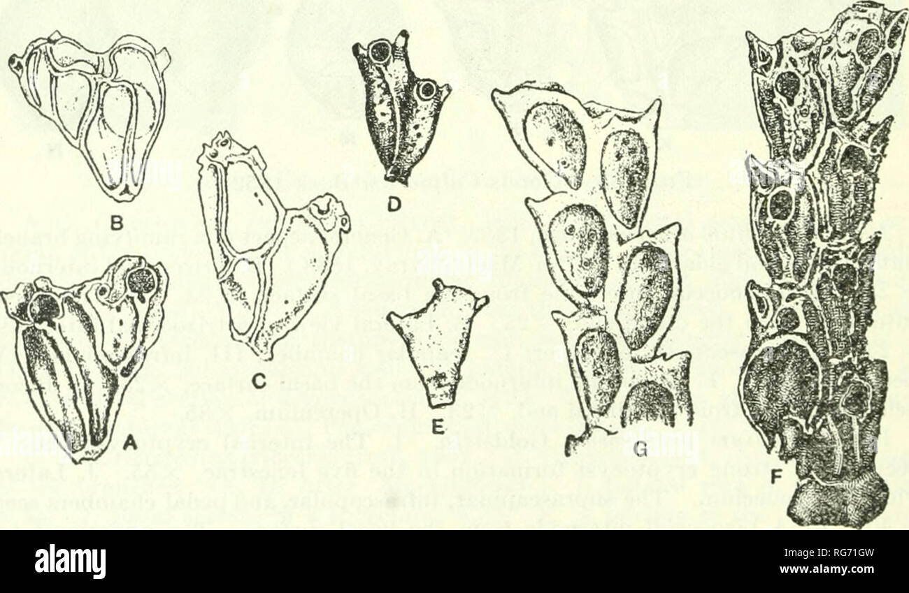 . Bulletin - United States National Museum. Science. A F Fig. 184.—Genus Strophipora MacGillivray, 1895 A-F. Strophipora harveyi W. Thompson, 1858. A. The suprascapular and the infrascapular chambers are seen, X40. B. A bizooecial internode from the basal surface. The four pedal chambers are seen, X40. C. A zooecium from the frontal surface, X40. D. The same from the basal surface, X40. E. The same, lateral view, X40. F. A bizooecial internode from the distal end, X55. (A-F. After Levinsen, 1909.). Fig. 185.—Genus Strophipora MacGillivray, 1895 A-C. Subgenus Stenostomaria MacGillivray, 1895. S Stock Photo