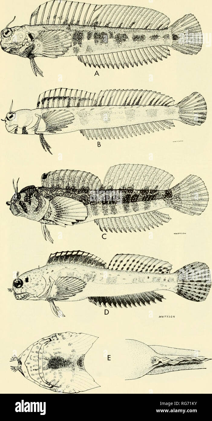. Bulletin - United States National Museum. Science. U. S. NATIONAL MUSEUM BULLETIN 202 PLATE 115. A, Rhahdohlennius snozvi (Fowler); B, R. rhabdotrachelus (Fowler and Ball); C, Entomacrodus stellifer (Jordan and Synder); D and E, E. thalassinus (Jordan and Scale); A-E, courtesy o{ W. M. Chapman.. Please note that these images are extracted from scanned page images that may have been digitally enhanced for readability - coloration and appearance of these illustrations may not perfectly resemble the original work.. United States National Museum; Smithsonian Institution; United States. Dept. of  Stock Photo