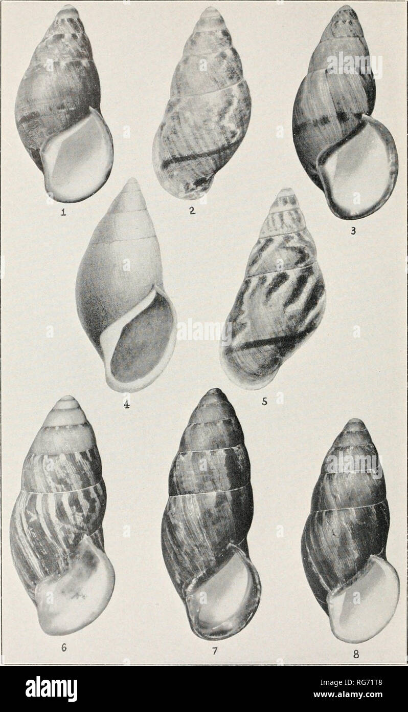 . Bulletin - United States National Museum. Science. U. S. NATIONAL MUSEUM BULLETIN 100. VOL. 6, PART 9 PL. 109. 1, 2, Cochlostyta (Chrysallis) electrka mangarina Bartsch; 3, C. (C.) e. bulalacaoana Bartsch; 4. C. (C.) pettti Bartsch; 5, C. (C.) electrica electrka (Reeve) (copied from Reeve); 6, C. (C.) jayijayi Bartsch; 7, C. (C.) j. camorongana Bartsch; 8, C. (C.) j. perpusilla Bartsch.. Please note that these images are extracted from scanned page images that may have been digitally enhanced for readability - coloration and appearance of these illustrations may not perfectly resemble the or Stock Photo