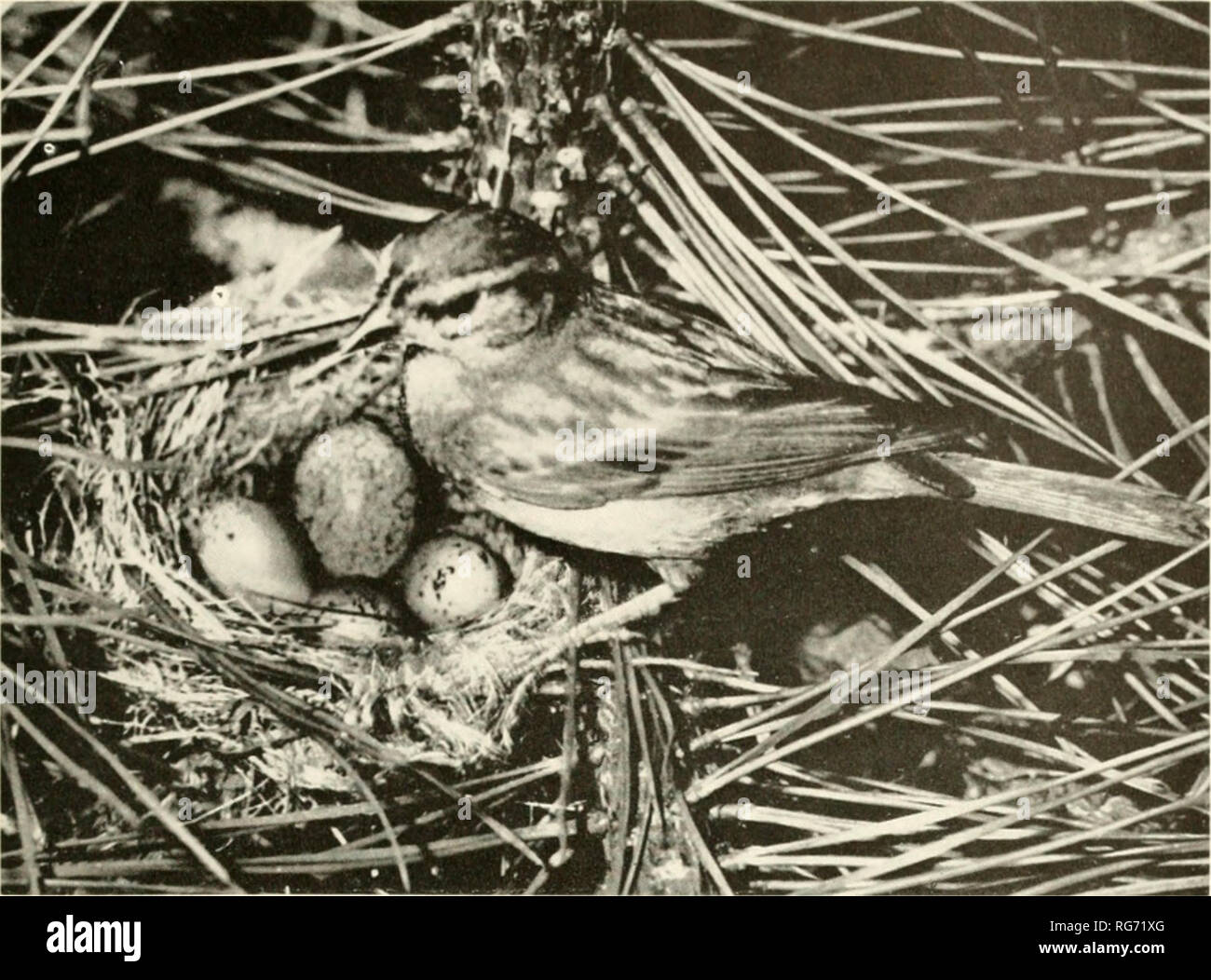 Bulletin United States National Museum Science U S National Museum Bulletin 237 Plate 63 Inilifi E Uiil I A Juiil 1945 Ii Ii Ilaiiisdll Eastern Chipping Sparrow At Nest Inote Cowbird Egg