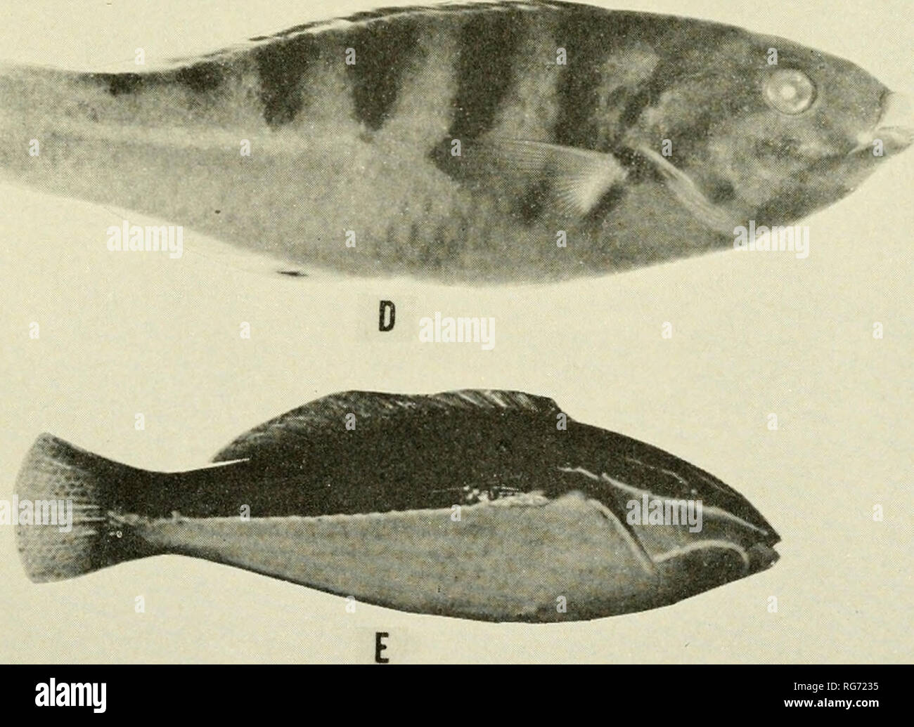 . Bulletin - United States National Museum. Science. A, Cheilio inermis (Forskal), after Bleeker; B, Thalassoma lutescens (Lay and Bennett), after Jordan and Snyder; C, T. fuscum (Lacepede), USNM 112725; D, T. hardwickei (Bennett), USNM 152306, from Samoa; E, Stethojulis linearis, new species, holotype from Bikini; C and E, photographs of Marshall Islands specimens.. Please note that these images are extracted from scanned page images that may have been digitally enhanced for readability - coloration and appearance of these illustrations may not perfectly resemble the original work.. United St Stock Photo