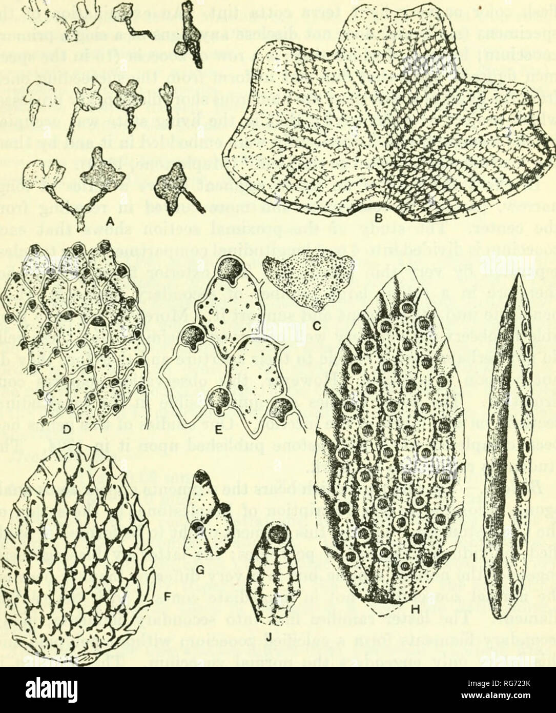 . Bulletin - United States National Museum. Science. BRYOZOA OF THE PHILIPPINE REGION 399 V $LS ^%. Fig. 155.—Genus Parmularia Maplestone, 1910 A-E. Parmularia obliqua MacGillivray, 1868. A. Stoloniferous zoaria X0.5. The segments attached to the extremity of the stolons are bilamellar. B. A sym- metrical segment, X8 (A, B. After Maplestone, 1910, 1913) C, D, E. A zoarial fragment (C) showing the form of the zooecia. (D, E. After MacGillivray, 1880.) F, G. Parmularia flabellata Maplestone, 1901. Segment enlarged and zooecia further magnified. (After Maplestone, 1901.) H-J. Parmularia (Lanceop Stock Photo