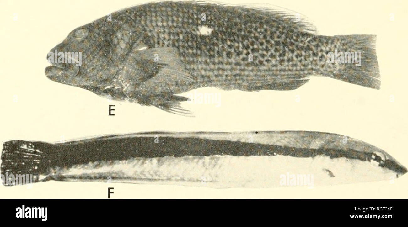 . Bulletin - United States National Museum. Science. A, Thalassoma lunare (Linnaeus), USNM 167370 from Onotoa Atoll; B, Halichoeres hoeveni (Bleeker), after Bleeker; C, //. trimaculatus (Quoy and Gaimard), USNM 154281 from Angaur IsL, Carolines, drawn by Patricia J. Isham; D, Gy?nnocirrktles arcatus (Cuvier and Valenciennes), after Jordan and Evermann; E, Paracirrhites hemisticius (Giinther), male, USNM 167404, from Onotoa Atoll; F, Aspidontus taeniatus Quoy and Gaimard, from kodachrome taken at Bikini.. Please note that these images are extracted from scanned page images that may have been di Stock Photo