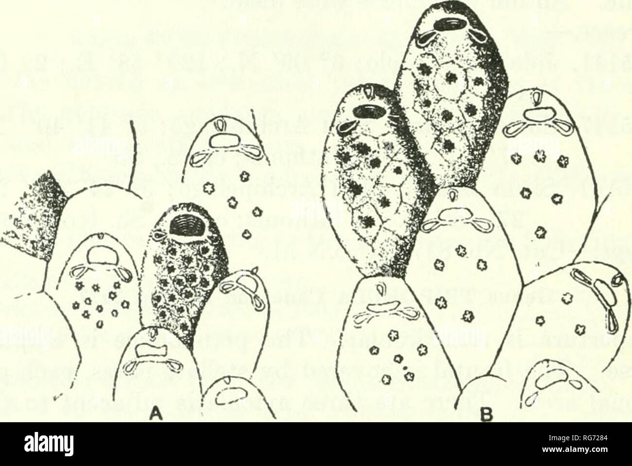 . Bulletin - United States National Museum. Science. 386 BULLETIN 100, UNITED STATES NATIONAL MUSEUM Genus CHEILOPORA Levinsen, 1909 CHEILOPORA(?) GRANDIS, new species Plate 53, fig. 9 Description.—The zoarium encrusts bryozoa (Stylopoma). The zooecia are distinct, separated by a deep furrow, large, elliptical, more or less broad; the frontal is convex, thick, granular, covered with numerous tremopores; it bears on the median axis an oblique triangular avicularium with beak pointed and turned superiorly. The apertura is buried at the bottom of a deep peristomie; the peristome is broad and sali Stock Photo