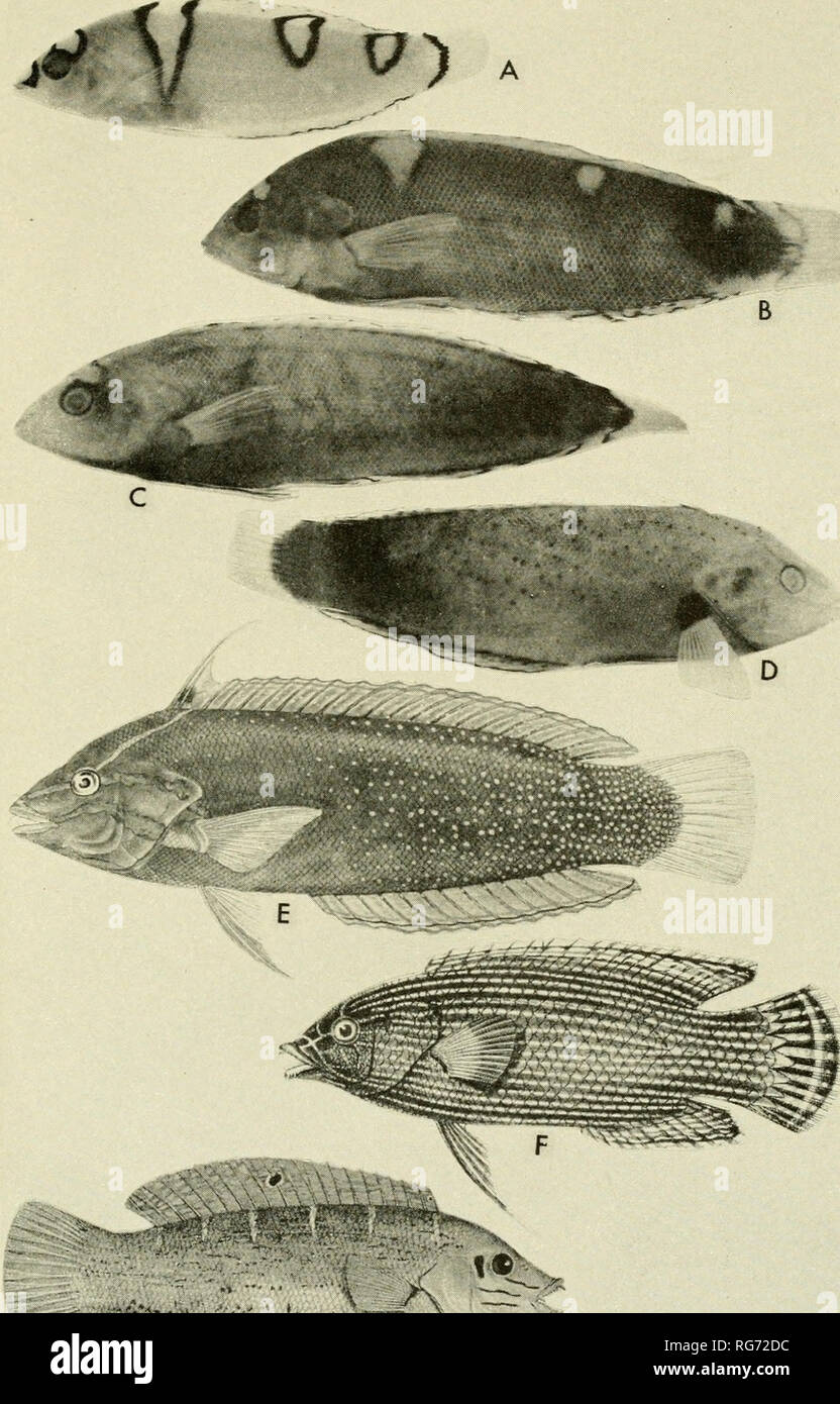 . Bulletin - United States National Museum. Science. U. S. NATIONAL MUSEUM BULLETIN 202 PLATE 97. ^ C?) A-E, Coris gaimardi (Quoy and Gaimard): A, color pattern of specimens 13 to 36 mm. in standard length, B and C, 82 mm., D, 110 mm.; A-D, photographs of specimens from Bikini; E, adult, photograph of a color drawing in the Albatross Philippine collection; F, Labrichthys cyanotaenia Bleeker, after Bleeker; G, Coris variegata (Riippell), after Riippell.. Please note that these images are extracted from scanned page images that may have been digitally enhanced for readability - coloration and ap Stock Photo