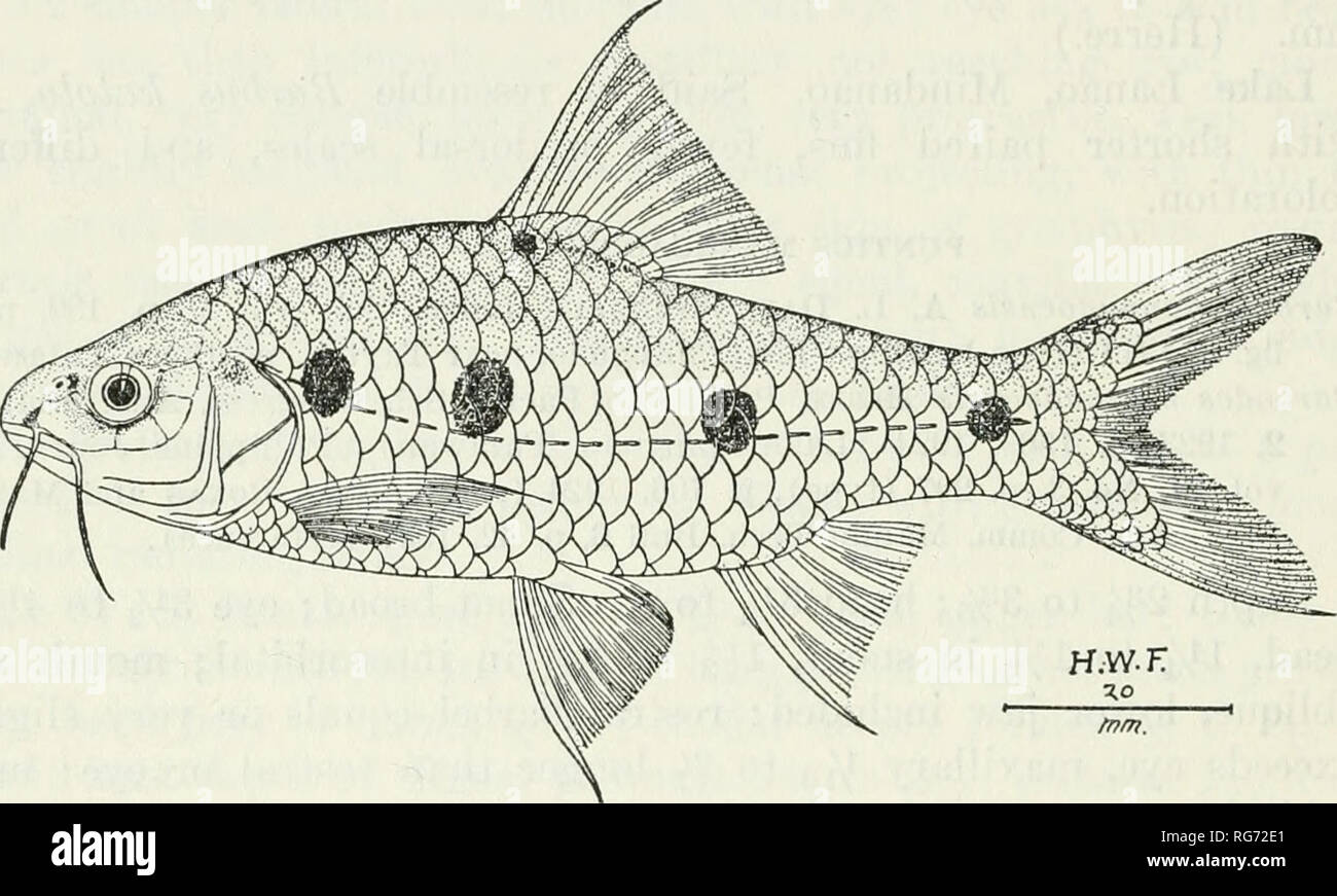 . Bulletin - United States National Museum. Science. 800 BULLETIN 10 0, UNITED STATES NATIONAL MUSEUM Punfius elongatus Weber aud Beaufort, Fishes Indo-Australian Archipelago, vol. 3, p. 191, 1916 (Tidung on River Sibuko, Northeast Borneo), Depth 2% to 3; head 3 to 33/5, width I2/5 to I1/2. Snout 3l^ to 31/3 in head; eye Zy^ to 4%, 1% to 1% in snout, li/^ to 1% in interorbital; maxillary reaches % to or to front eye edge, length 3 to 3i/^ in head; front barbel 2% to 3, hind barbel 21/^ to 2%; lower jaw slightly included within upper jaw; interorbital 2% to 2%, broadly convex; suborbitals I/2 t Stock Photo