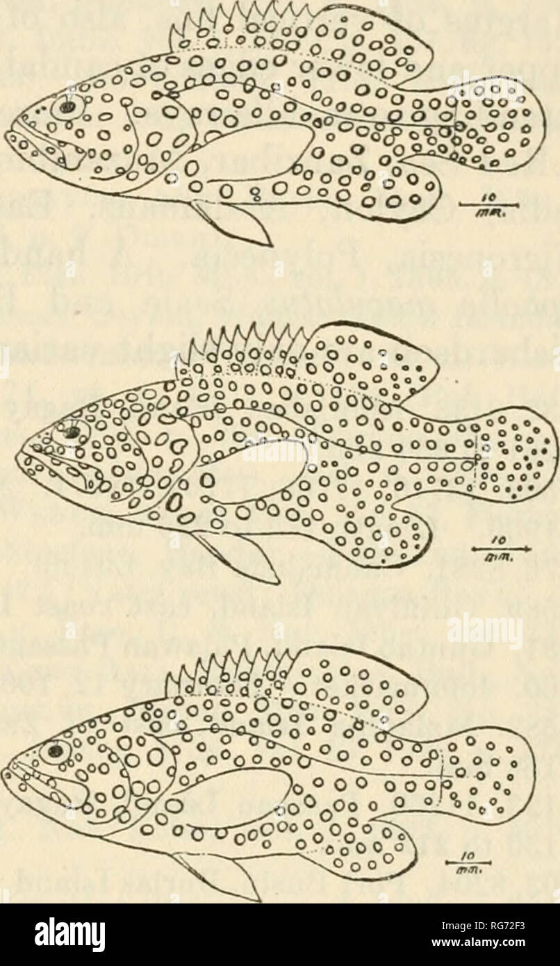 . Bulletin - United States National Museum. Science. Figure 8.—Cephalopholis mjniatus (Forskal), variation depressible and edges of each jaw with outer row little larger; man- dible with 6 rows in front narrowing to single inner row posteriorly; pair of canines in front of each jaw; minute teeth on vomer and palatines; interorbital 6*4 to 6%, convex; preopercle edge minutely and unevenly serrated; lower opercle spine little more advanced and upper more distant from median. Gill rakers 8 or 9 + 14 to 17, little longer than gill filaments or one-half of eye; 5 to 7 above and below rudimentary. S Stock Photo