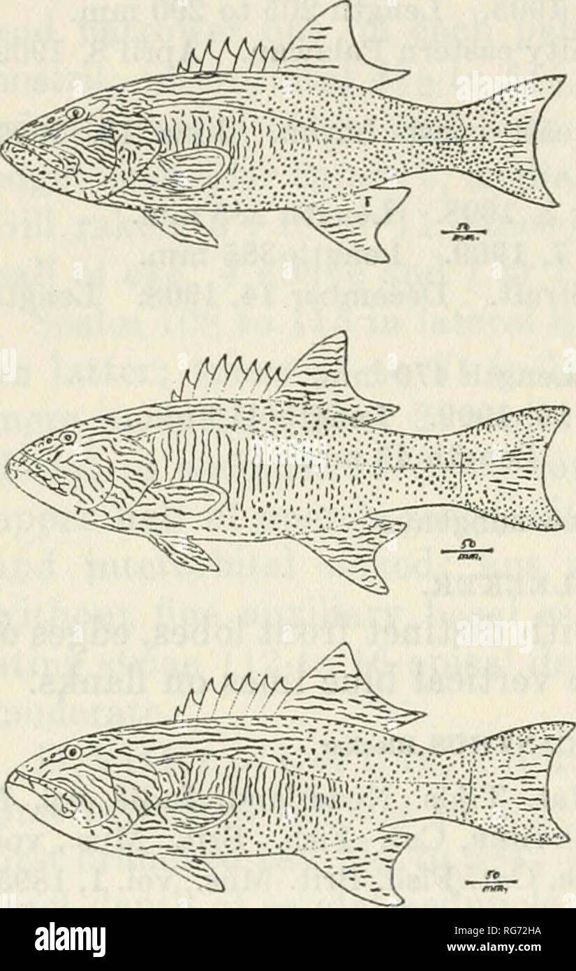 . Bulletin - United States National Museum. Science. 202 BULLETIN 10 0, UNITED STATES NATIONAL MUSEUM half size of pupil; interorbital 4% to 5}4 in head from snout tip; preopercle edge entire; median opercular spine closer to lower which opposite upper. Gill rakers 5 + 12, lanceolate, little longer than gill filaments or 1% in eye; 3 upper and 3 lower rudimentary. Scales 93 to 133 in lateral line to caudal base and 12 to 15 more on latter; tubes 83 to 90 in lateral line to caudal base and 11 to 20 more on latter; 17 to 20 scales above, 34 to 40 below, 37 to 40 predorsal forward to occiput only Stock Photo