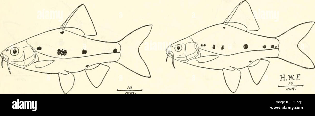 . Bulletin - United States National Museum. Science. FiGUEB 20.—Puntius Mnotatus (Valenciennes) : Variation; specimens from Malbato River, Busuanga. Barbus kusanensis Bleekek, Nat. Tijdschr. Nederland. Indie, vol. 3, p. 429, 1852 (type locality: Prabukarta, South East Borneo, in River Kusau). Barbus polyspilos Bleekb:b, Nat. Tijdschr. Nederland. Indie, vol. 13, p. 351, 1857 (type locality: Perdana, Tjibiliong, province of Bantam in West Java, in rivers). Barbus palavanensis Boulenger, Ann. Mag. Nat. Hist., ser. 6, vol. 15, p. 186, 1895 (type locality: Palawan). Barbodes binotatus var. palavens Stock Photo