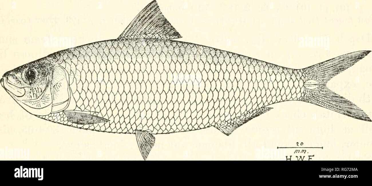 . Bulletin - United States National Museum. Science. FISHES OF THE PHILIPPINE ISLANDS AND ADJACENT SEAS 605 Gill rakers 68 + 90, finely lanceolate, about long as eye; gill filaments % length of gill rakers. Inside edge of gill opening with single notch. Scales 38 to 42 in median lateral series to caudal base and 4 or 5 more on latter; 12 or 13 transversely, 12 to 17 predorsal. Abdominal scutes 16 or 17+12 to 14. Scales firmly adherent, narrowly imbri- cated. Scales with 2 vertical wide spaced parallel striae; 20 to 25 marginal striae apically; circuli fine, vertically parallel. D. Ill, 13 or 1 Stock Photo