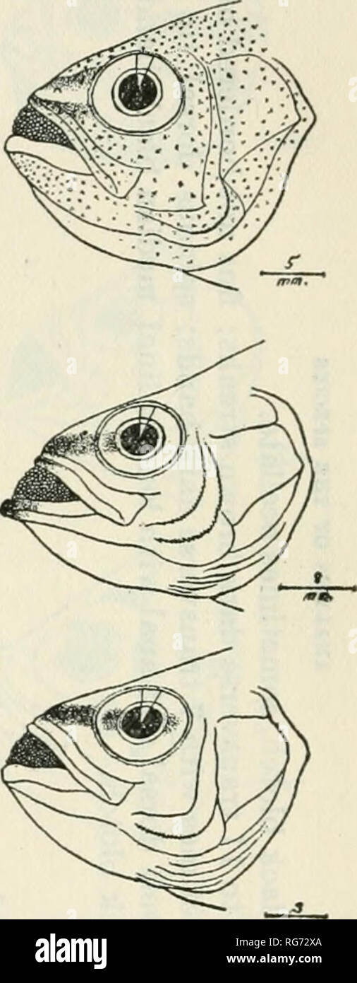 . Bulletin - United States National Museum. Science. Figure 2.—Buccal incubation, Amiidae: Amia bandanensis (Bleeker) Amia griffini Seale Amia novae-guineae (Valen- Amia laterale (Valenciennes) ciennes) Archamia gracilis (Bleeker) Amia cypselurus (Weber) Amia lineolata (Cuvier) Amia nolala (Houttuyn) Amia atrogaster Smith and Rad- cliffe Apogon (Apogonichthys) auritus Klunzinger, Verh. zool. bot. Ges. Wien, vol. 20, 1870, p. 709 (Koseir, Red Sea).—Peters, Monatsb. Akad. Wiss. Berlin, 1876, p. 436 (Mauritius).—KossMANNand Rauber, Wiss. Ergebn. Reise Kustengeb. Roth. Meers, vol.1, 1877, p. 7 (Re Stock Photo