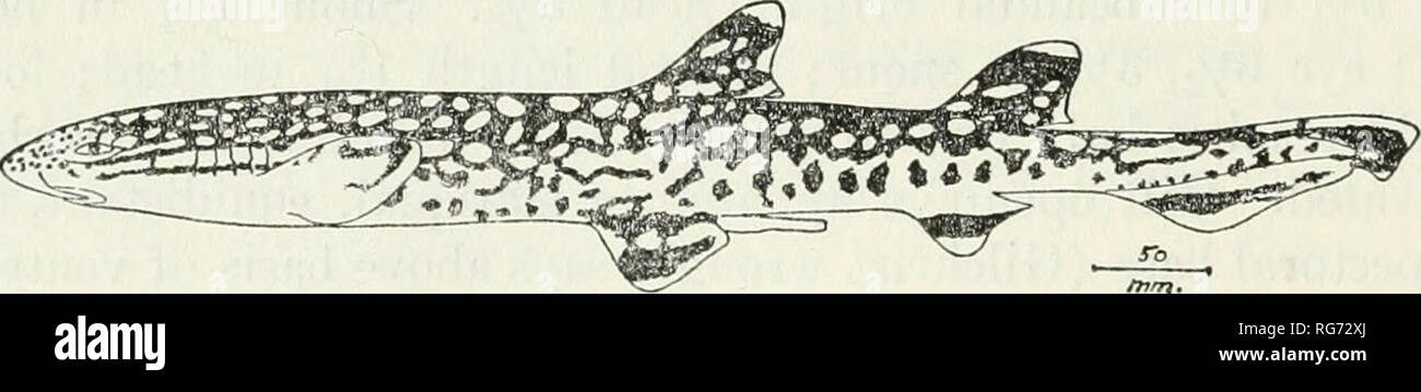 . Bulletin - United States National Museum. Science. H.w.r. FiGCKE 6.—Atelomycterus marmoratus (Bennett) : Variation of color pattern. ATELOMYCTERUS MARMORATUS (Bennett) FiGUEE 6 ScyUium, monnoratnm Bennett, Life of Raffles, p. 693, 1830 (type locality: Sumatra).—Andrew Smith, Proc. Zool. Soc. London, 1837, p. 85 (refer- ence).—Gunther, Cat. Fishes Brit. Mus., vol. 8, p. 400, 1870 (Singapore; Sumatra, East Indies, India, type of ScylUum maculatum Gray).—Bleekeb, Nederland. Tijdsctir. Dierk., vol. 4, p. 115, 1874 (Chinese drawing).— Maetens, Preuss. Exped. Ost Asien, p. 409, 1876 (Singapore).—D Stock Photo