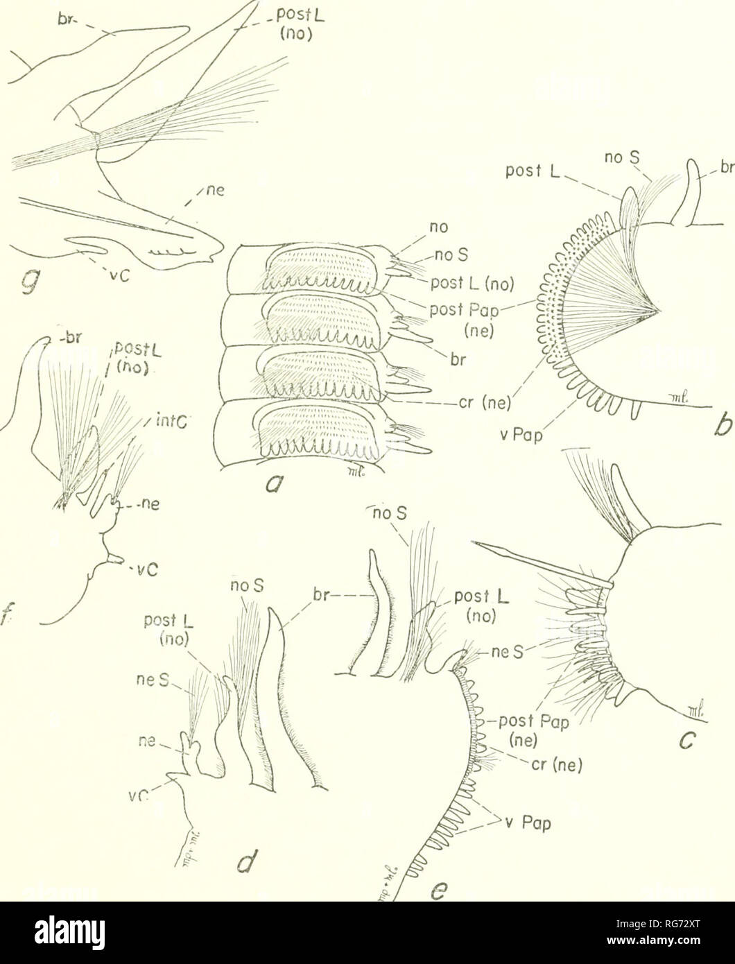 . Bulletin - United States National Museum. Science. POLYCHAETE WORMS, PART 1 283. Figure 75.—Orbiniidac, a-b, Orhinia ornata: a, lateral view setigers 4-7; b, thoracic parapodium from sctiger 15, anterior view, c, Orbinia norvegica, posterior thoracic parapodium, anterior view, d-e, Orbinia swani: d, left parapodium from abdominal setiger 24, posterior view; e, left thoracic parapodium from setiger 26, anterior view. /, Orbinia michaelseni, abdominal parapodium from setiger 23 (after Ehlers, 1897). g, Orbinia kupfferi, abdominal parapodium from setiger 23 (after Ehlers, 1875). Orbinia {JPhylo Stock Photo