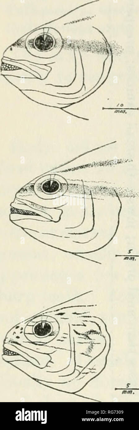 . Bulletin - United States National Museum. Science. BULLETIN 10 0, UNITED STATES NATIONAL MUSEUM Genus APOGONICHTHYS Bleeker Apogonichthys Bleeker, Nat. Tijds. Nederland. Indie, vol. 6, 1854, pp. 312, 321. Type Apogonichthys perdix Bleeker, monotypic. Pseudamia Bleeker, Nederland. Tijdschr. Dierk., vol. 2, 1865, p. 284. Type Apogon polystigma Bleeker, orthotypic. Fowleria Jordan and Evermann, Bull. U. S. Fish Comm., vol. 22, 1902 (1903), p. 180. Type Apogon auritus Valenciennes, orthotypic. Astrapogon Fowler, Proc. Acad. Nat. Sci. Philadelphia, 1906, p. 527. Type Apogonichthys stellatus Cope, Stock Photo