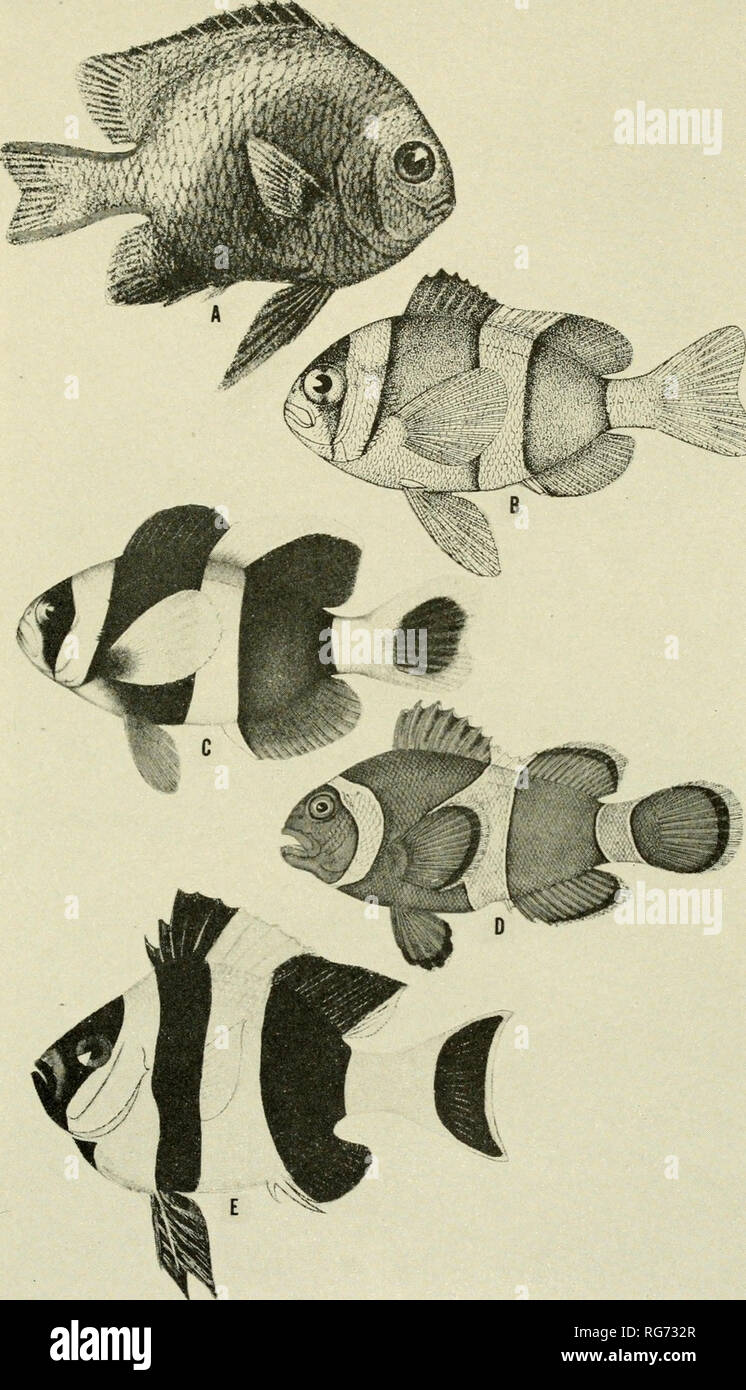 . Bulletin - United States National Museum. Science. U. S. NATIONAL MUSEUM BULLETIN 202 PLATE 81. A, Dascyllus marginatus (Riippell), after Riippcll; B, Amphiprion sebae Bleeker, after Okada and Ikeda; C, A. chrysogaster Cuvier and Valenciennes, after Okada and Ikeda; D, A. percula (Lacepede), photograph of color drawing in Albatross Philippine collection E, D. melanurus Bleeker, photograph of watercolor sketch by Frederick M. Bayer.. Please note that these images are extracted from scanned page images that may have been digitally enhanced for readability - coloration and appearance of these i Stock Photo