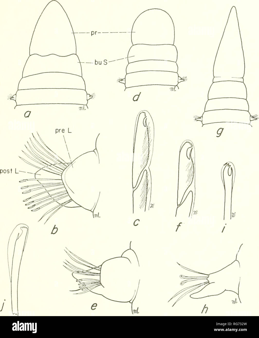 . Bulletin - United States National Museum. Science. POLYCHAETE WORMS, PART 1 259. Figure 67.—Lumbrineridae, a-c, Lumbrineris laireilli: a, dorsal view anterior end; b, anterior parapodium, anterior view; c, compound hooded crotchet or hook from anterior parapodium. d-f, Lumbrineris coccinea; d, dorsal view anterior end; e, anterior parapo- dium, anterior view;/, compound hooded crotchet from anterior parapodium. g-i, Lum- brineris acuta: g, dorsal view anterior end (after Verrill, 1875); h, middle parapodium, dorsal view; i, hooded crotchet from same. /, Lumbri^ieris impatiens, simple hooded  Stock Photo