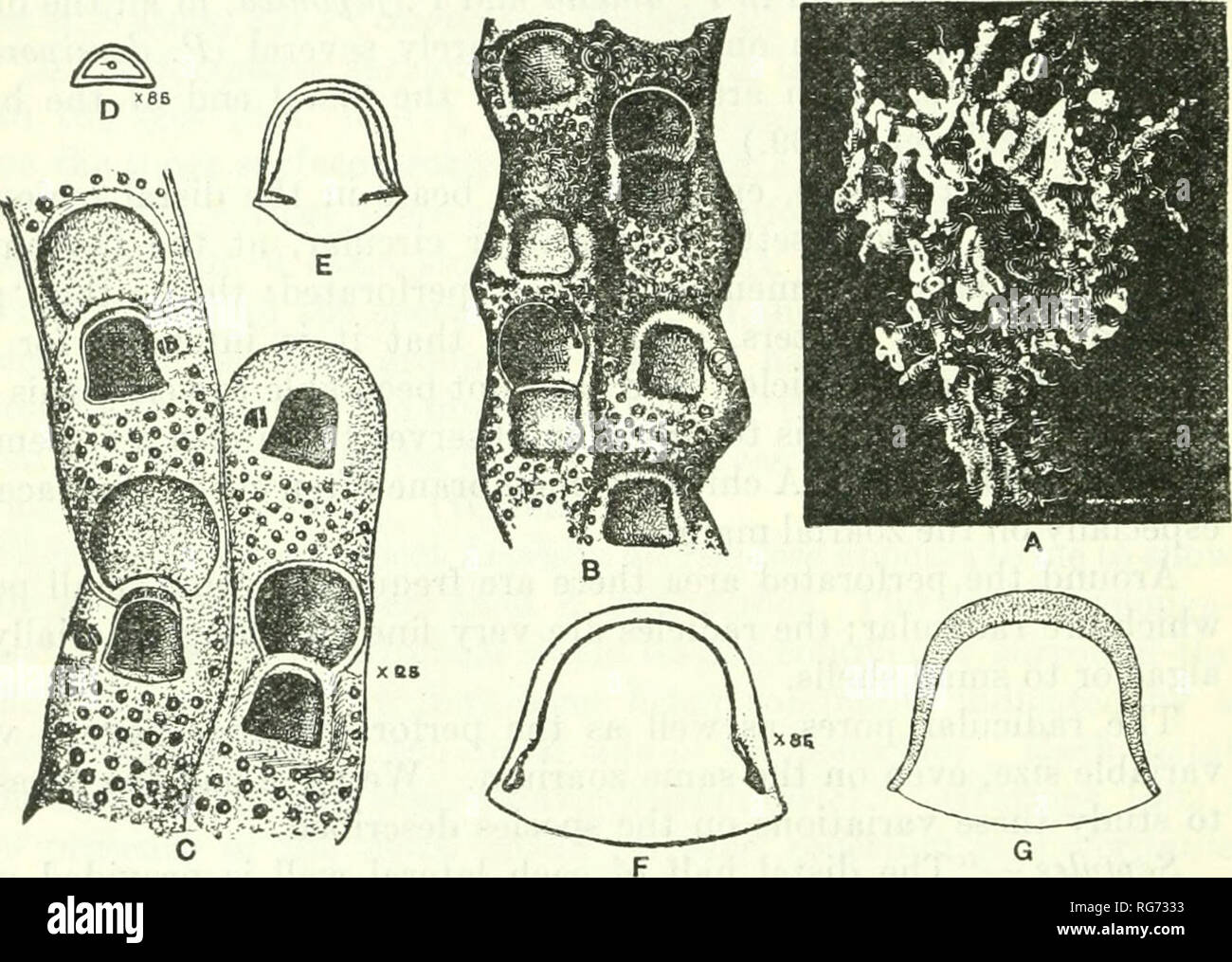 . Bulletin - United States National Museum. Science. 254 BULLETIN 100, UNITED STATES NATIONAL MUSEUM PETRALIA JAPONICA Busk, 1884 Plate 23, figs. 1-3 1909. Lepralia japonica Waters, Bryozoa of the Sudanese Red Sea, Linnean Society Journal, Zoology, vol. 31, p. 149, pi. 13, figs. 10-12. (Bibli- ography, geographic distribution.) 1921. Petralia japonica Marcus, Bryozoen, Results of Swedish scientific expeditions to Australia, Kungl. svenska Vetenskaps-Akademiens Handlinger, vol. 61, No. 5, p. 26, pi. 1, figs. 16, 17; pi. 2, fig. 3. (Bibli- ography.). Fig. 104.—Genus Petralia Levinsen, 1909 A-G.  Stock Photo