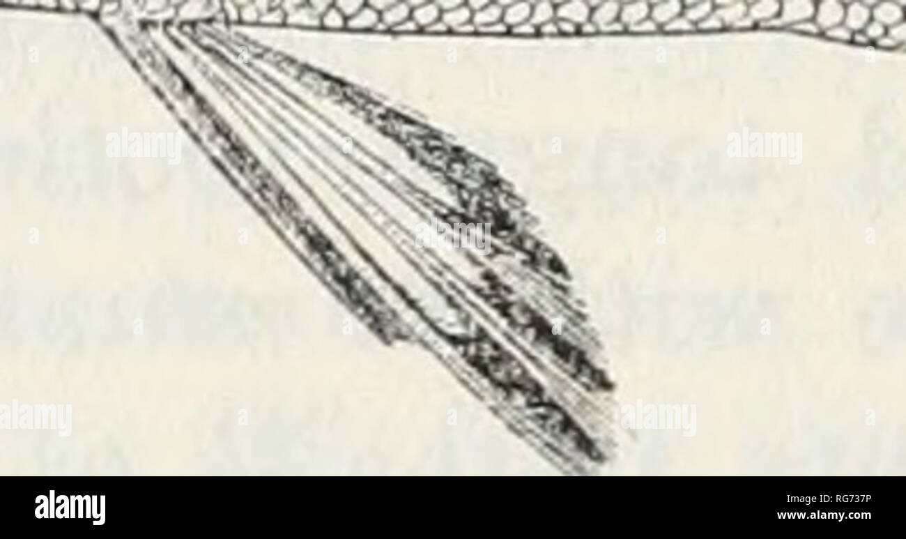 Bulletin - United States National Museum. Science. FionEE  17.—Plectorhinchus nigrus (Cdvikr). Young examples The earliest available  name is PristipoTna nigrwii Cuvier, based on a drawing; D. XIV, 16; A. Ill,  Y.