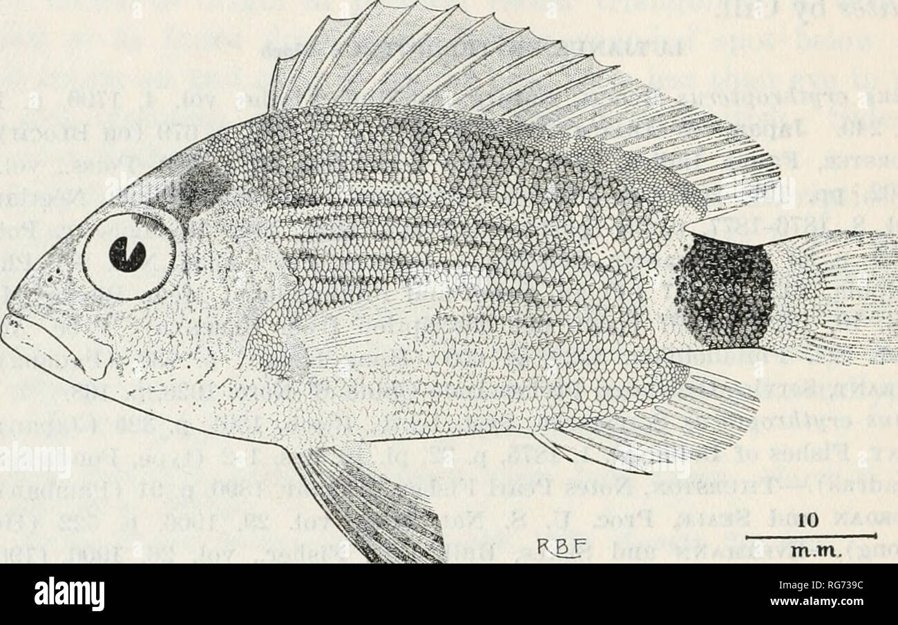 . Bulletin - United States National Museum. Science. 166 BULLETIN 10 0, UNITED STATES NATIONAL MUSEUM Di-acope macrolepis (EHBENBEasG) Cuvieb, Hist. Nat. Poiss., vol. 2, 1828, p. 475. Red Sea (name in text).—Klunzinger, Verb. zool. bot. Ges. Wien, vol. 20, 1870, p. 703 (type). Mesoprion ammlaris Cuviee, Hist. Nat. Poiss., vol. 2, 1828, p. 484, Java; vol. 3, 1829, p. 497.—Richardson, Ichth. China Japan, 1846, p. 229 (Canton).— Cantob, Journ. Asiat. Soc. Bengal, vol. 18, pt. 2, 1849, p. 996 (Pinang, Singapore, Malay Peninsula).—Gunthek, Cat. Fish. Brit. Mus., vol. 1, 1859, p. 204 (China; Austral Stock Photo