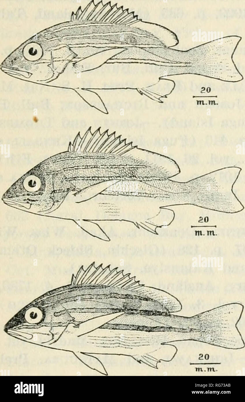 . Bulletin - United States National Museum. Science. FISHES OF THE PHILIPPINE ISLANDS AND ADJACENT SEAS 157 30580 U.S.N.M. New Guinea. Australian Museum. Length 190 mm. As Luti- anus coeruleolineatus. 32715 U.S.N.M. Indian Archipelago, Royal Museum Leiden. Length 97 mm. Third pale band extends from preopercle edge. As Lutjanus bengalensis. 56064 U.S.N.M. Luzon. Bureau of Fisheries (3311). Length 148 mm. As Lutianus quinquelineatus. 71978 U.S.N.M. Japan. Bureau of Fisheries. Length 84 to 206 mm. 2 ex- amples. As Lutianus quinquelineatus. 72275 U.S.N.M. Aparri, Philippines. R. C. McGregor. Lengt Stock Photo