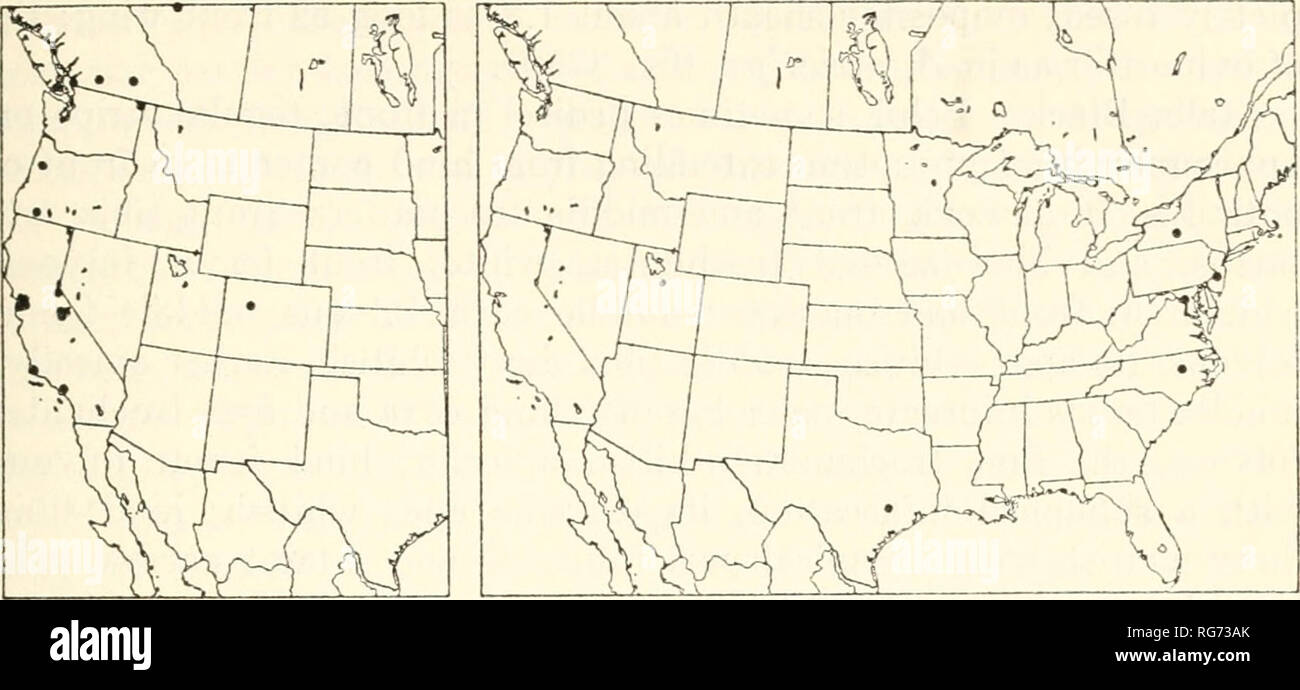 . Bulletin - United States National Museum. Science. ICHNEUMON-FLIES, PART 2 EPHIALTTNAE 99. Figures 40, 41.—Localities: 40 (left), Apistephialles dentatus; 41 (right), A. coracinas. (Townes). 9, reared from Enoclerus sphegeus in Pseudotsuga, Cow- ichan Lake, B. C, May 25, 1941, K. Graham (Ottawa). 9, Sugar Lake, B. C, Sept. 1, 1924, E. R. Buckell (Ottawa). 9, Vancouver, B. C. (Washington). &lt;?, Berkeley, Calif., May 17, 1937, R. M. and G. E. Bohart (San Francisco). 9, Echo Lake, 7,400 ft., Calif., July 20, 1933, E. O. Essig (Berkeley). 39, near Glacier Point, Yosemite Park, Calif., July 16 Stock Photo