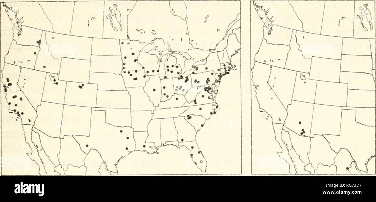 . Bulletin - United States National Museum. Science. ICHNEUMON-FLIES, PART 2! EPHIALTINAE 83. Figures 30, 31.—Localities: 30 (left), Calliephialtes notandus; 31 (right), C. thurberiae. and at Jacksonville, N. C; April 23 at Hagerstown, Md.; April 30 at Ithaca, N. Y.; October 18 at Takoma Park, Md.; October 19 at Charlottesville, Va.; October 29 at Bellefontaine, Ohio; October 30 at Davis, Calif.; and November 15 at Takoma Park, Md. Rearing records are as follows: 1 rearing from Epiblema desertana, 2 from E. strenuana, 1 from &quot;Gelechia&quot; sp., 1 from Gnorimoschema baccharisella, 2 from  Stock Photo