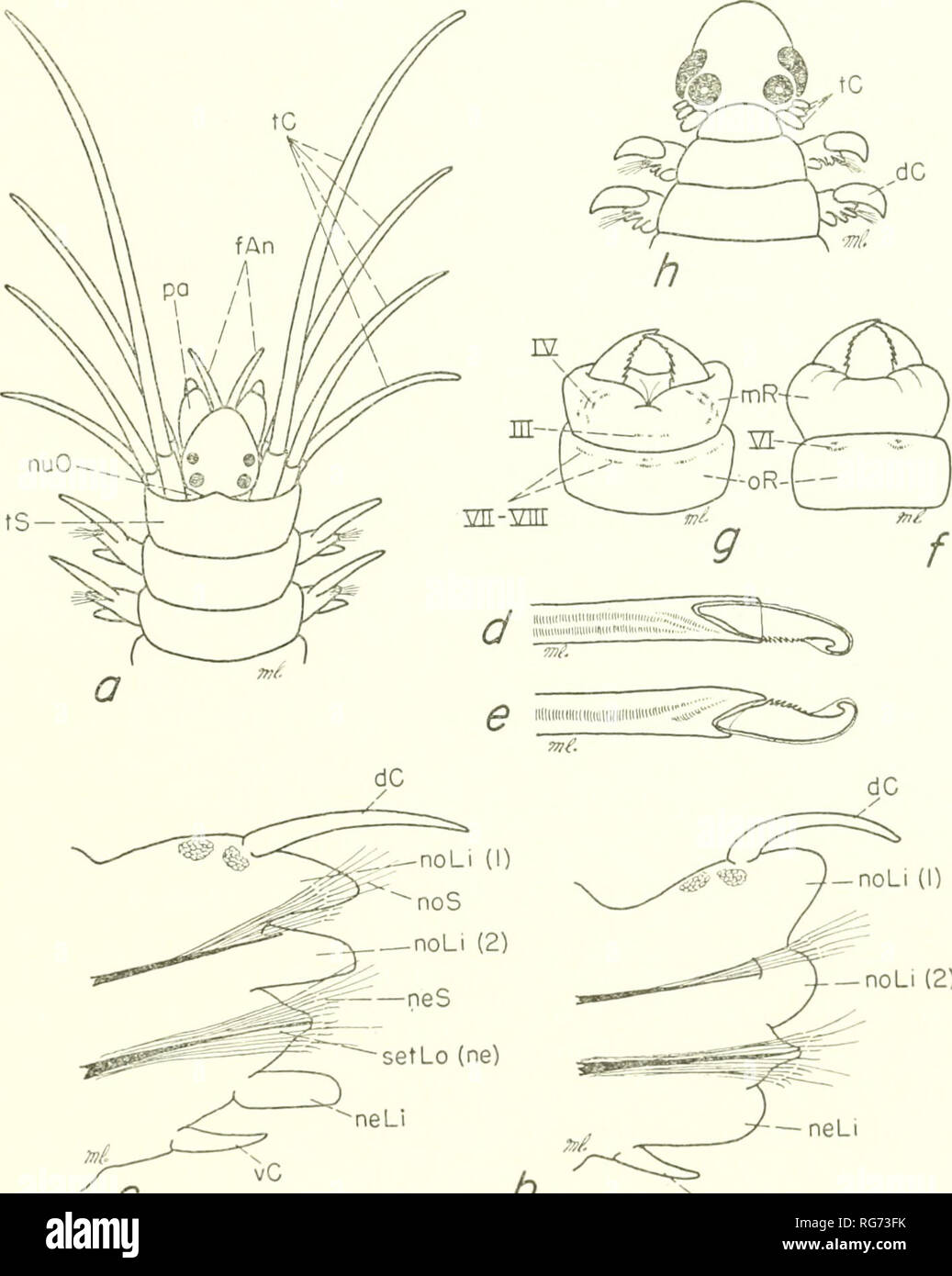 . Bulletin - United States National Museum. Science. POLYCHAETE WORMS, PART 1 155 Platynereis dumerilii Fauvel, 1923, p. 359, fig. 141,a-/; 1953, p. 218, fig. lll.a-/; 1955, p. 7; 1957a, p. 5; 1957b, p. 214.—Herpin, 1926, pp. 17, 39, 91, 112, 119.—Hartman, 1942a, p. 100; 1944a, p. 339, pi. 16, figs. 3, 7-8, pi. 23, fig. 2; 1944c, p. 17; 1945, p. 22; 1951, p. 47; 1956, p. 281.—Thorson, 1946, p. 67, fig. 31.—St0p-Bowitz, 1948a, p. 62.—Wesenberg-Lund, 1949, p. 288.—Day, 1953, p. 429; 1960, p. 324.—Andrevv- and Andrew, 1953, p. 9.—Rasmussen, 1956, p. 59.—Southward, 1956, p. 263.—Allen, 1957, p. 52 Stock Photo