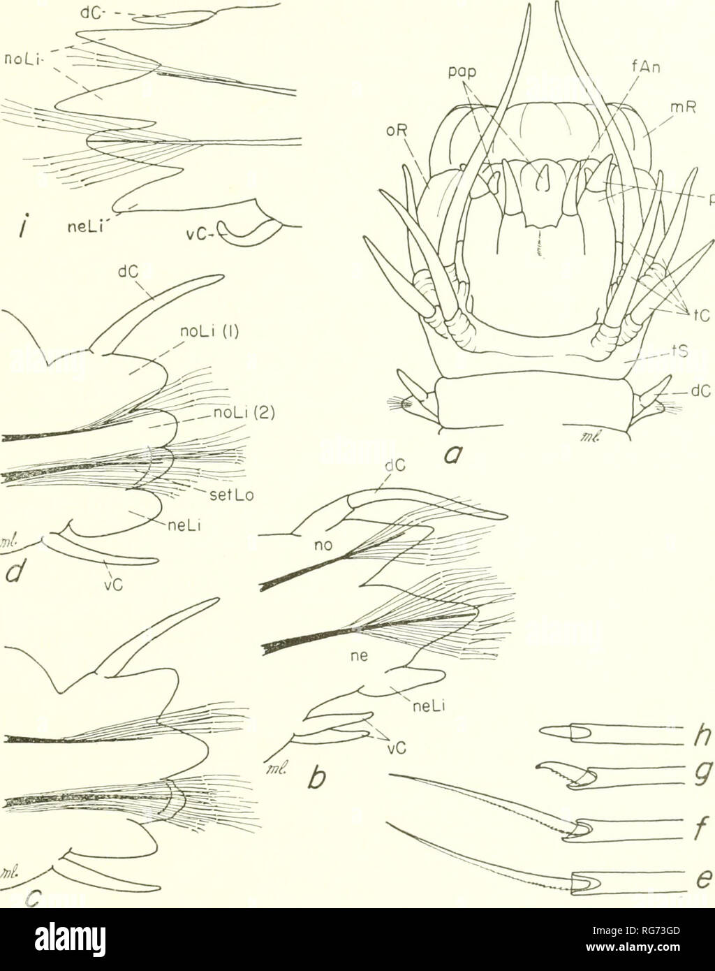 . Bulletin - United States National Museum. Science. POLYCHAETE WORMS, PART 1 153. -pa Figure 42.—Nereidae, ab, Ceratocephale loveni: a, dorsal view anterior end, with proboscis partially everted; b, parapodium from anterior region, c, Nereis zonata, parapodium from anterior region, d-h. Nereis pelagica: d, parapodium from anterior region; e, compound homogomph spiniger; /, compound heterogomph spiniger; g, compound heterogomph falciger; h, compound homogomph falcigcr. i, Nereis grayi, parapodium gradually anteriority and posteriorly. Prostomium (fig. 42a) broader than long, incised anteriorl Stock Photo