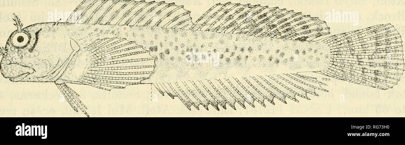 . Bulletin - United States National Museum. Science. blenniidae: salariinae—schultz and chapman 341 Isr&quot;. Figure 121.—Entoviacrodus plurifilis marshallensis, new subspecies, holotype, USNM 142155, from Bikini Atoll. Drawn by Dorothea B. Schultz. ENTOMACRODUS PLURIFIU.S MARSHALLENSIS, new subspecies Figure 121 Holoty'pe.—VS'KM 142155, Bikini Atoll, En&gt;ni Island, reef at entrance of channel, March 16, S-46-8, Schultz, Brock and Marr, standard length 65.5 mm. Paratypes.—USNM 142156, Bikini Atoll, Enyu Island, entrance to reef, March 16, S-46-8, Schultz, Brock and Marr, 29 specimens, 18 to Stock Photo