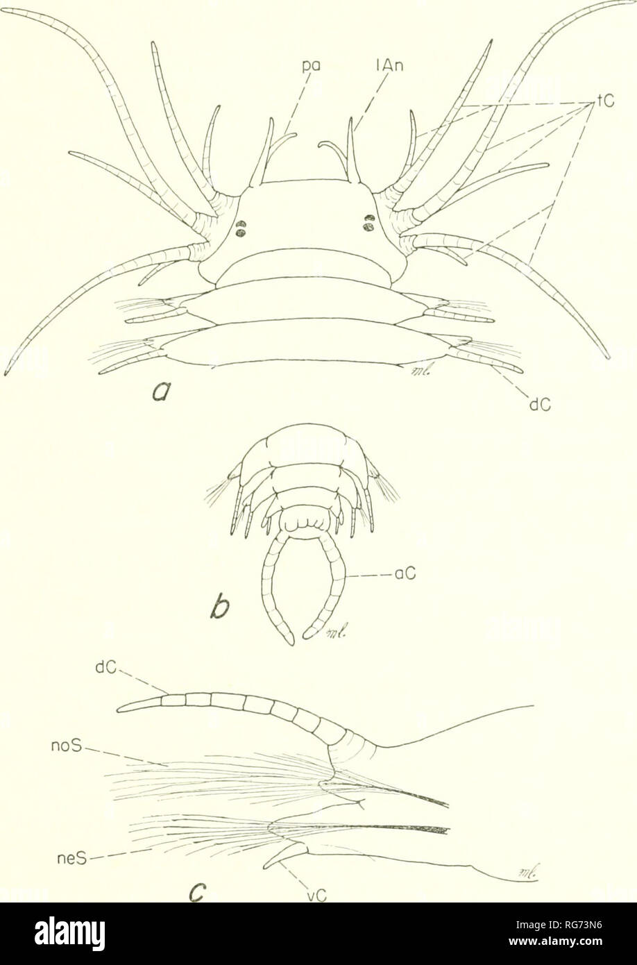 . Bulletin - United States National Museum. Science. POLYCHAETE WORMS, PART 1 109. neS — Figure 29.—Hesionidae, Parahesione liiteola: a, dorsal view anterior end; h, dorsal view posterior end; c, parapodium. Biology.—Found at low water on oyster shells in sandy mud flats and silty sand. Found on sandy flats with rubble, Kving commen- sally in the burrows of the ghost shiimp Upogebia qffinis (Say). Moves rapidly and easily escapes notice. Some were massed with greenish eggs in July (Wellfleet Harbor, Massachusetts, July 3, 1954). Material examined.—Type of Hesionc agilis. Also Massachusetts (We Stock Photo