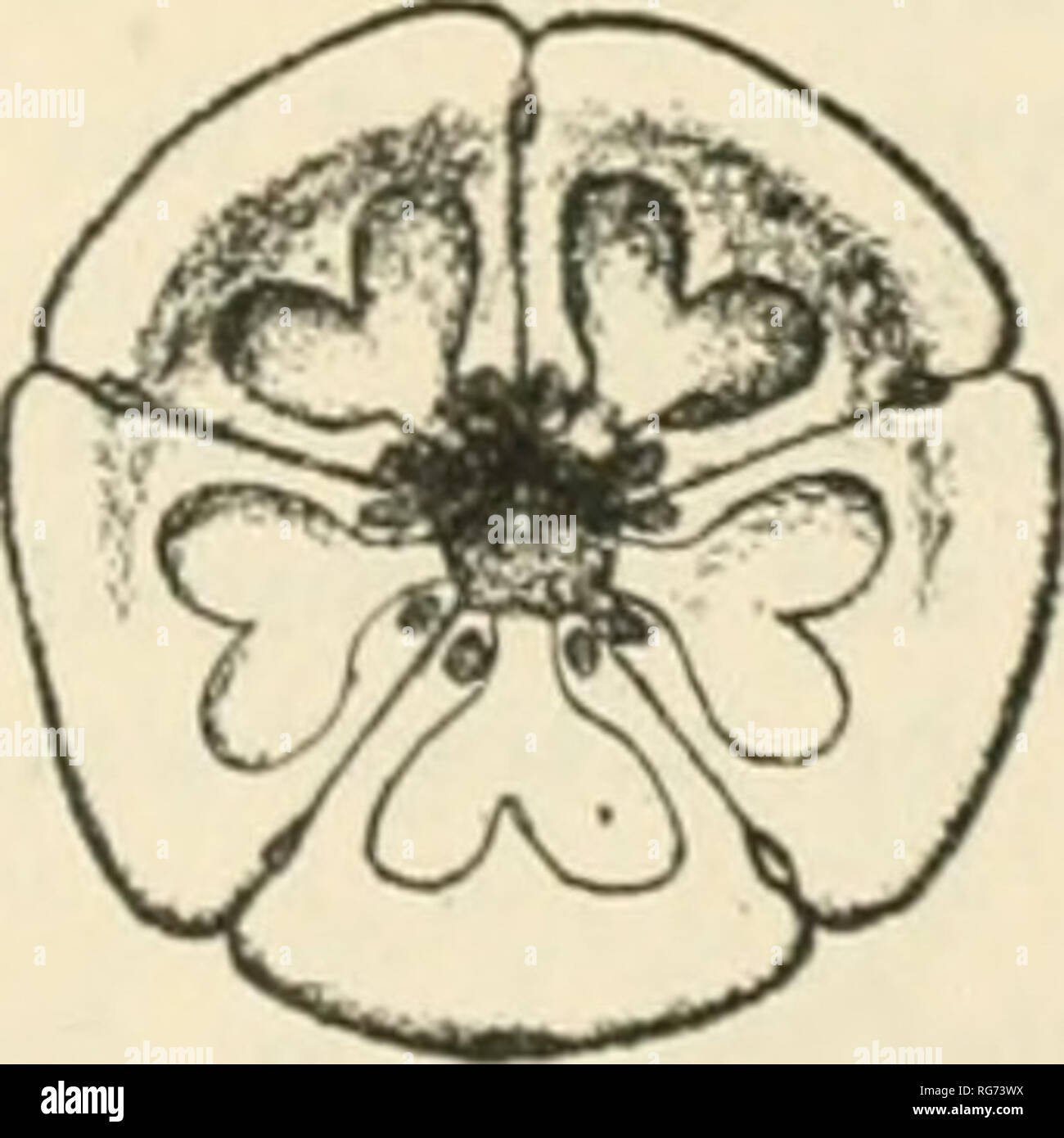 . Bulletin - United States National Museum. Science. Fig. 470. Fig. 4i.i;i. ISL..NBS. 466, DORSAL VIEW OF THE RADUL 'â '=''TAaON OF A SI EOMFN &quot;^ .URTUVUBI FROM SOUTmTESIERU ISLANDS. 467, DORSAL ^^EW OF THE RADIAL ^^^'^'^^l^YJ.cZToTzlZ^&quot;^ ^Â«OM SINGAPORE. 469, DOK- JAPAN. 46S, DORSAL VIEW OF THE RADIAL PENTAGON OF ^^^/â¢^^^^^â'â¢,&quot; ^ROM SINGAPORE. 470. DORSAL &gt;-,EW SAL ^lEW OF THE RADIAL -^^^ ^ ^-g^^^^.^VJ^fj:^^^&quot;.^^^^^ THE PHOIPPINE ISLANDS (AFTER P. H. OF THE RADIAL PENTAGON OF A SPECIMEN OF BETEROMtTKA MKjI^u^r^ Carpenter).. Please note that these images are extracte Stock Photo