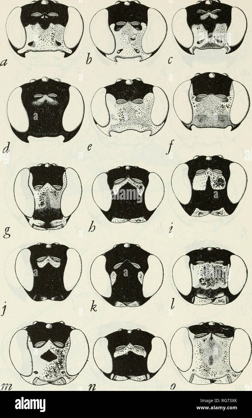 . Bulletin - United States National Museum. Science. 284 U. S. NATIONAL MUSEUM BULLETIN 216. Figure 179.—Heads: a-e, species of Trieces, 9 ; f, species of Seticornuta, 9 ; g-o, species of Exochus, 9 (except where noted): a, T. tegularis b, T. sapineus sapineus c, T. sapineus litus d, T. aquilus e, T. onitis f, S. terminalis g, E. pictus xanthopsis h, E. litus i, E. flavifrontalis, c? j, E. nigripalpis tectulum k, E. externus 1, E. capnodes, cf m, E. signifer n, E. transversus o, E. decoratus scitulus, cf. Please note that these images are extracted from scanned page images that may have been d Stock Photo