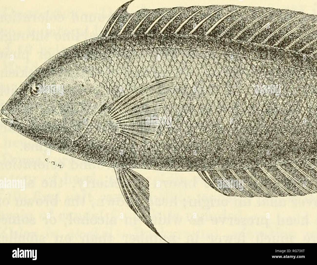 . Bulletin - United States National Museum. Science. FAMILY LABRIDAE—SCHULTZ 181 COBIS AYGULA Lacep€de Figure 99; Plate 98,D,E,F Coris aygula LACEpfcoE, Histoire naturelle des poissons, vol. 3, pp. 96, 97, pi. 4, lower figure, 1802 (no locality).—Seale, Occ. Pap., Bishop Mus., vol. 1, No. 3, p. 87, 1901 (Guam). Coris angulatus Lacep^de, Histoire naturelle des poissons, vol. 3, pp. 97, 99, pi. 4, middle figure (no locality). SPECIMENS STUDIED Bikini Atoll: 9 stations, 21 specimens, 34 to 215 mm. in standard length. Rongerik Atoll: 1 station, 2 specimens, 40 to 41 mm. Rongelap Atoll: 5 stations, Stock Photo